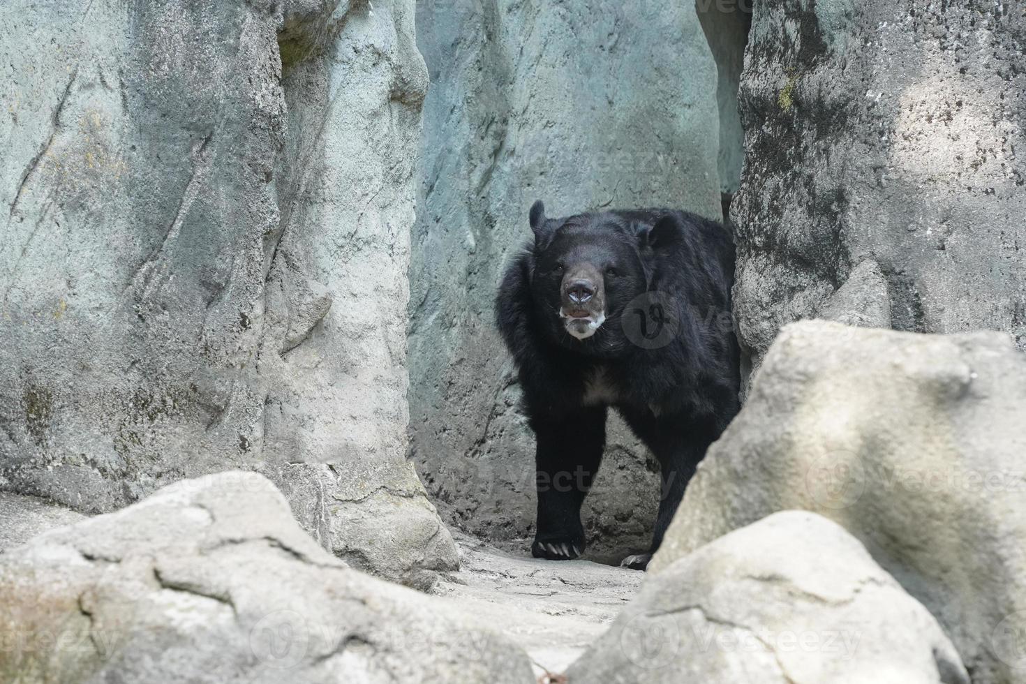 moon bear ursus thibetanus hymalaia asia animal photo