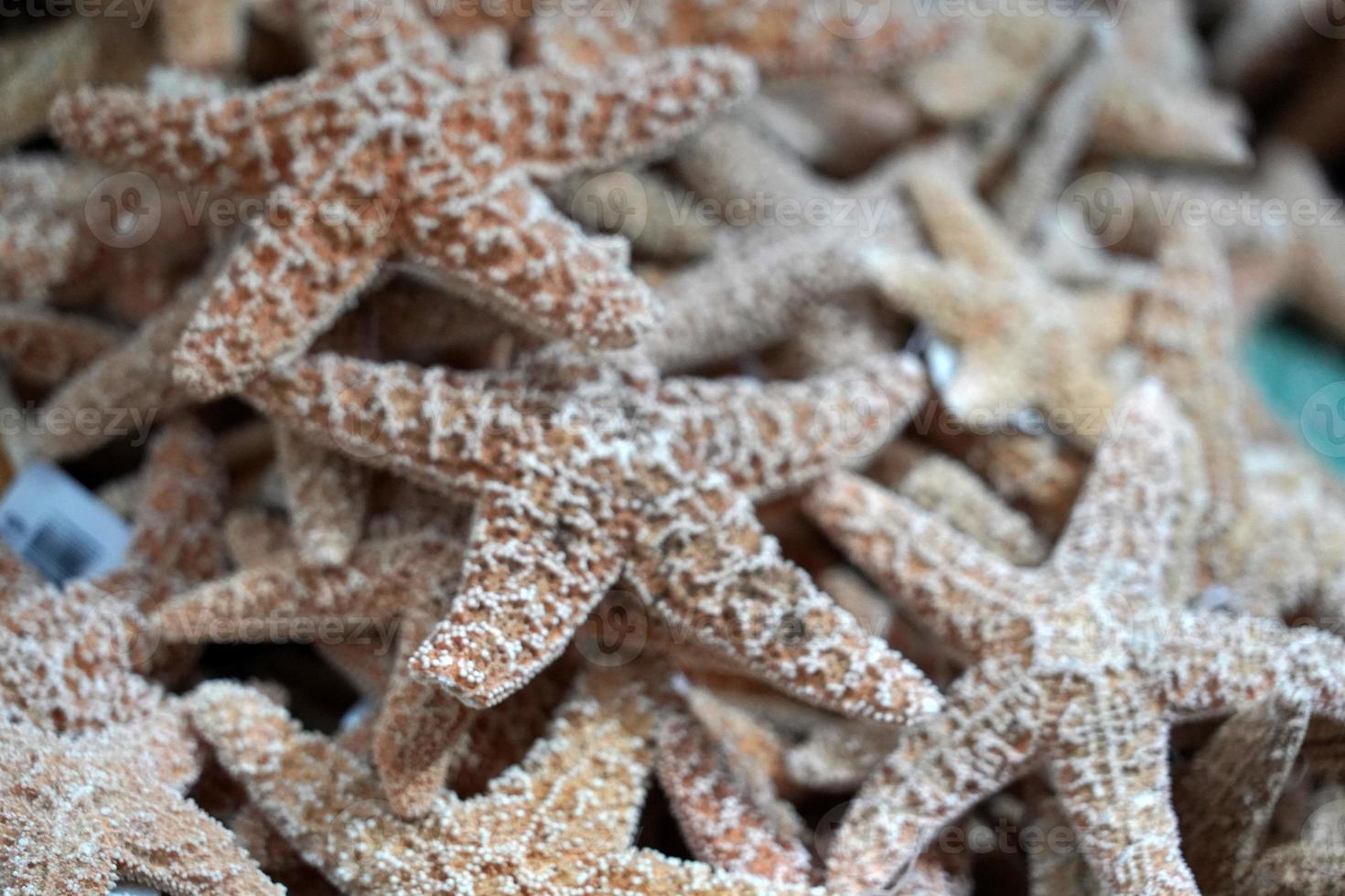 many colors sea stars in a shop photo