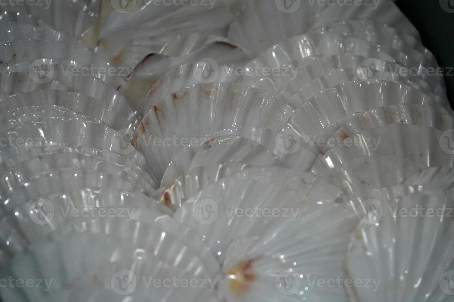 shell and marine life for sale in a shop photo