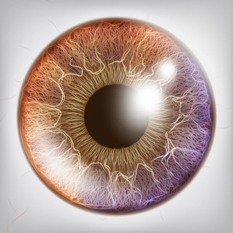 ojo iris vector realista. ilustración del concepto de anatomía