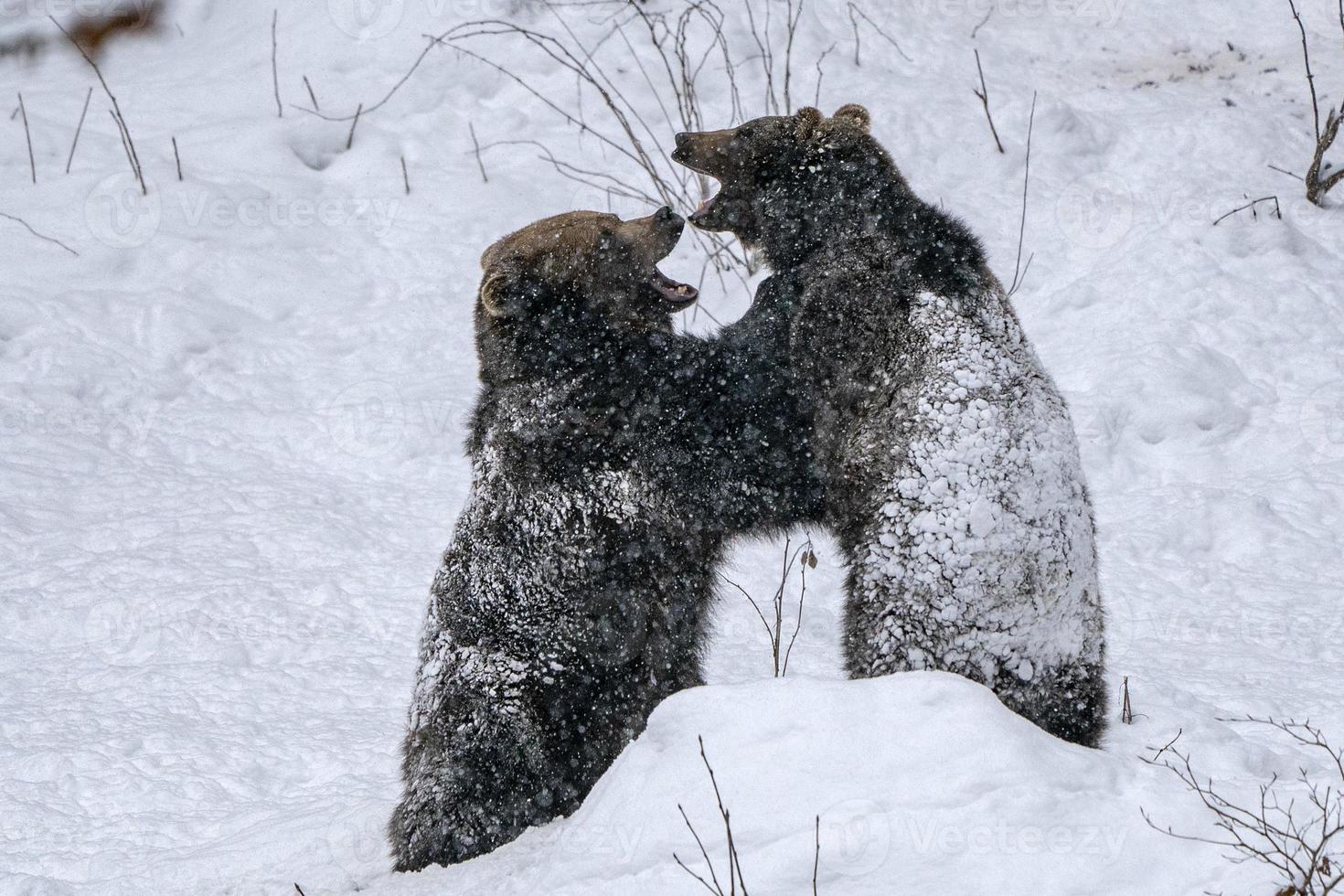 brown bears fighting  in the snow photo