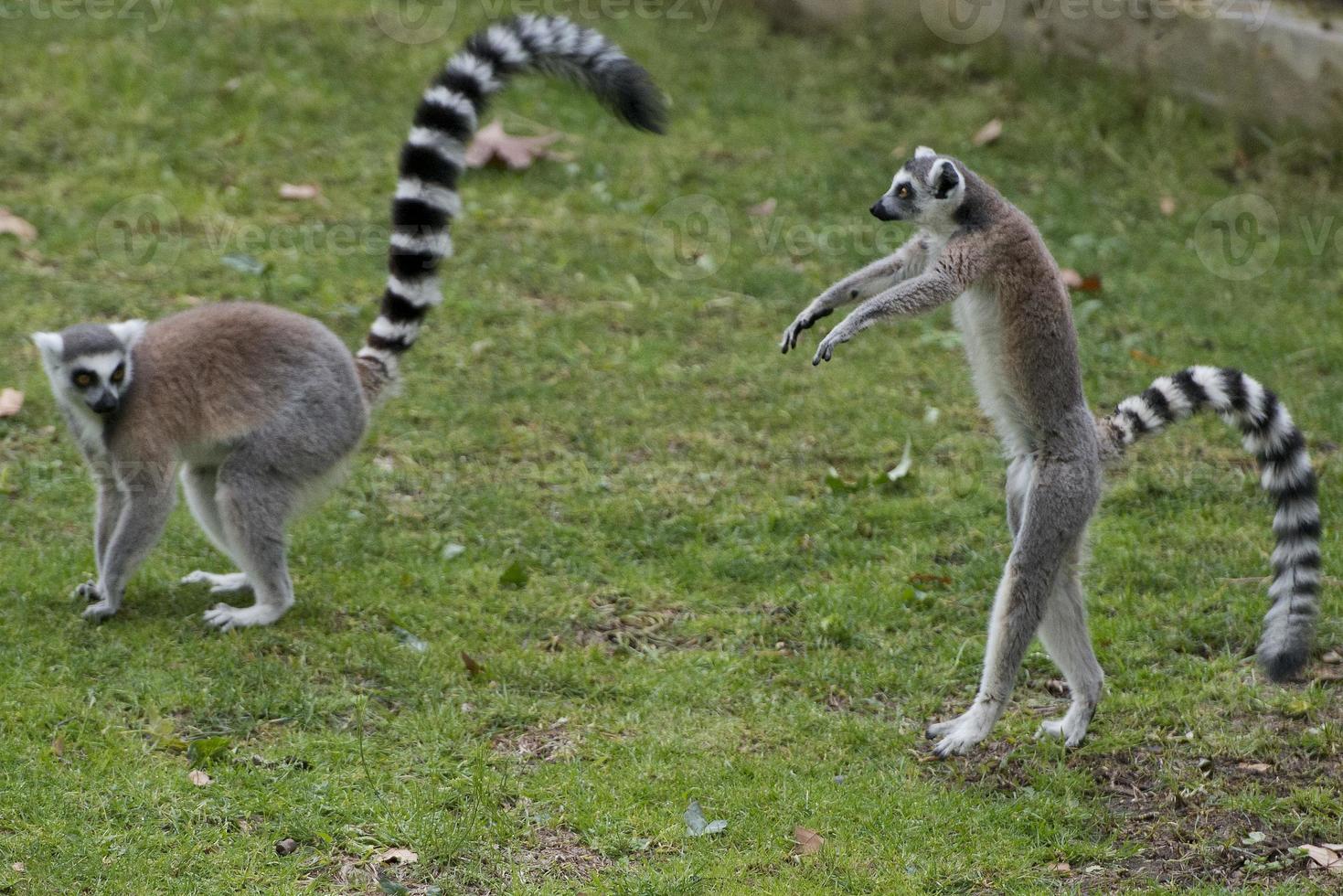lemur monkeys in the zoo photo