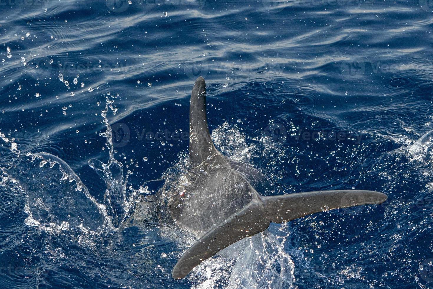 Move effect on Dolphin while jumping in the deep blue sea photo