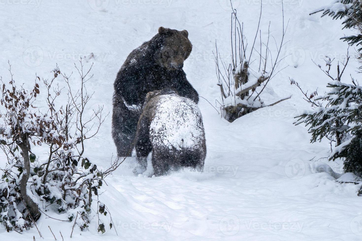 brown bears fighting  in the snow photo