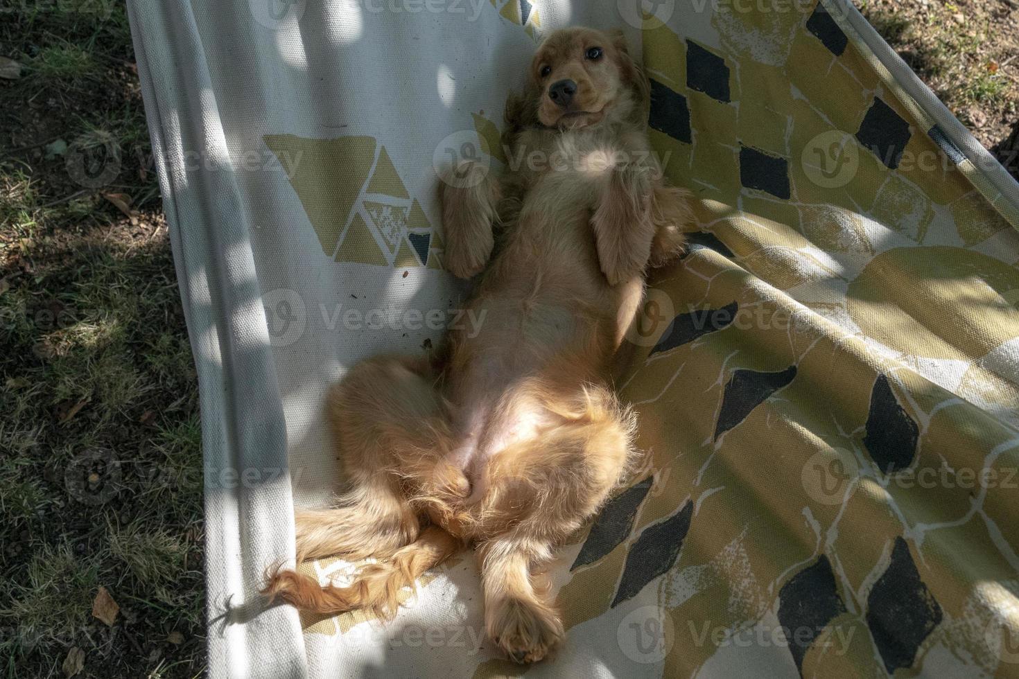 puppy dog cocker spaniel relaxing on hammock photo