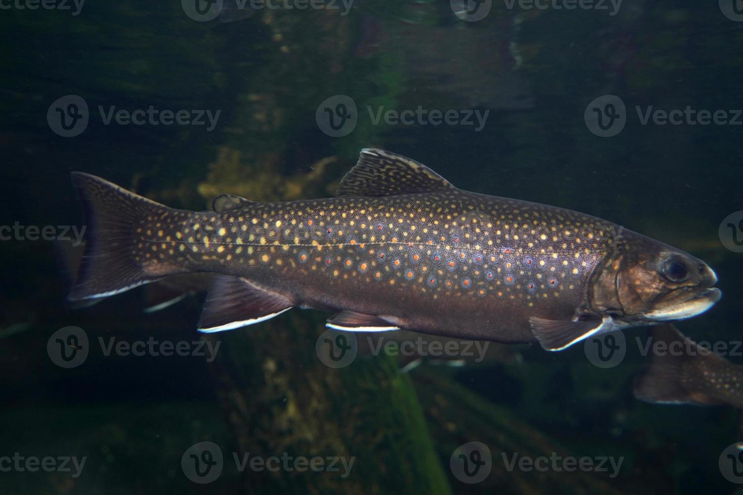 brook trout underwater salvelinus frontinalis fresh water photo