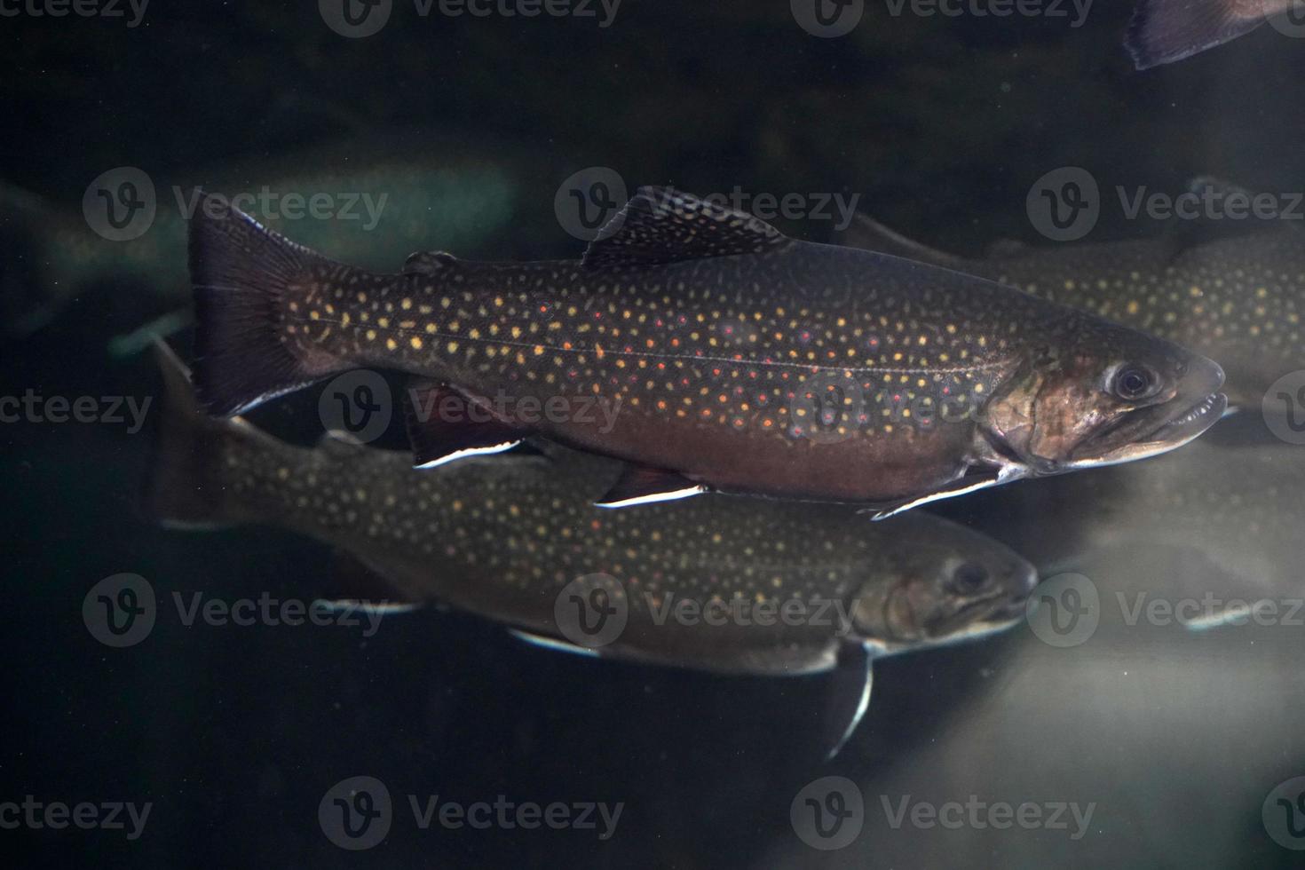 brook trout underwater salvelinus frontinalis fresh water photo