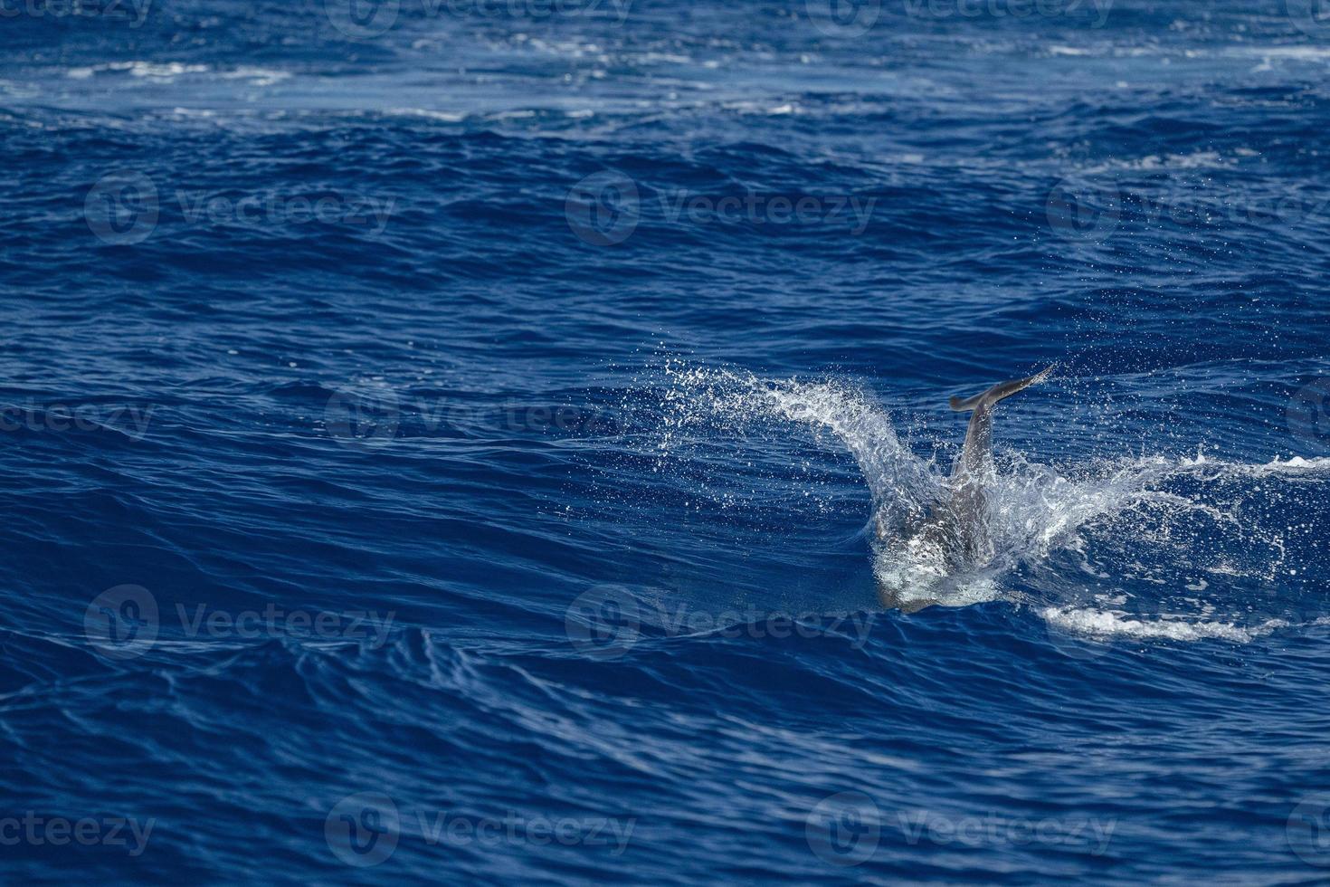 Move effect on Dolphin while jumping in the deep blue sea photo