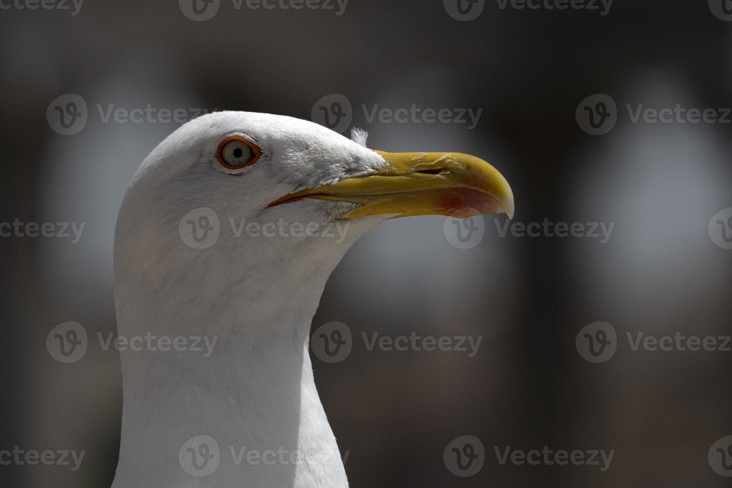 seagull in rome ruins photo