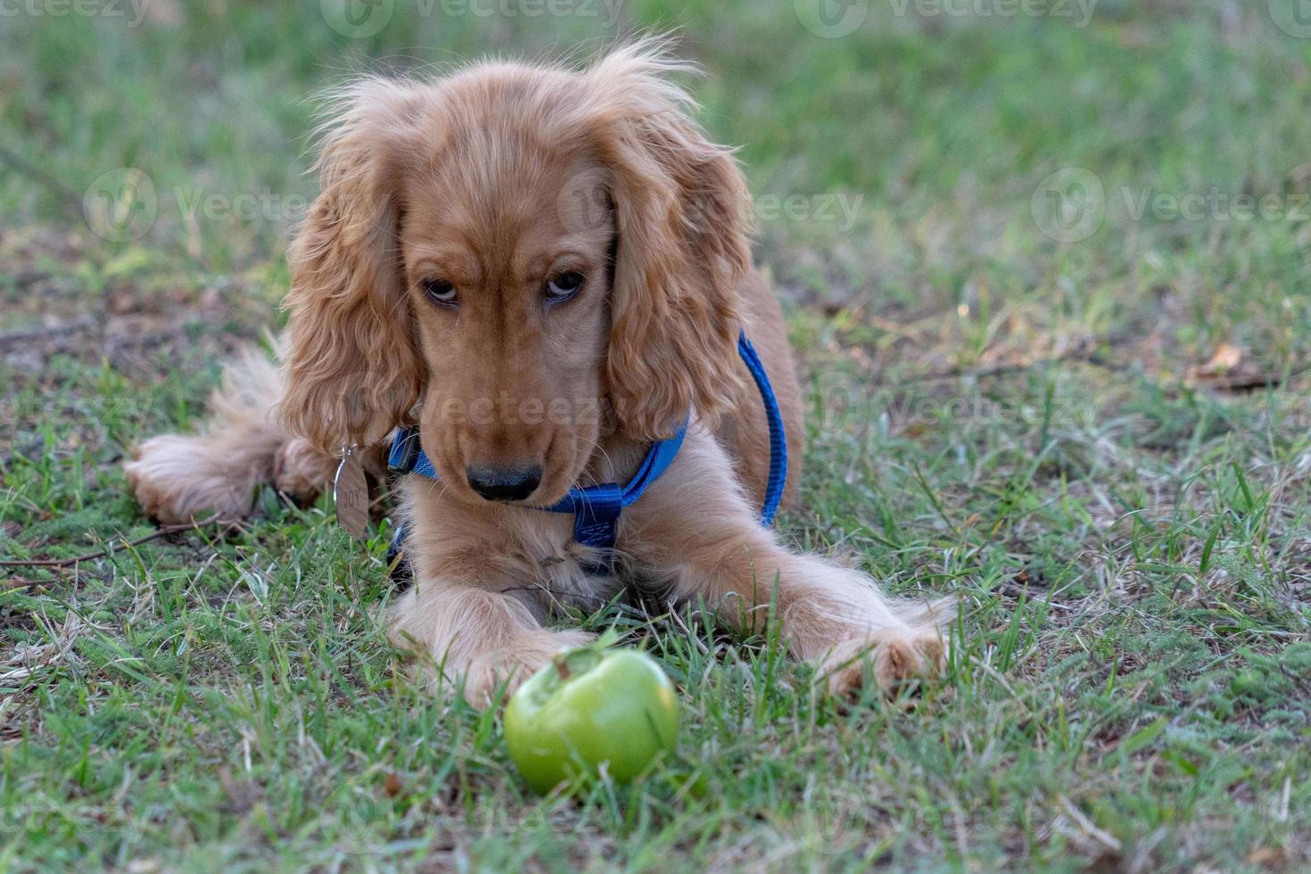 puppy dog cocker spaniel playing on grass photo