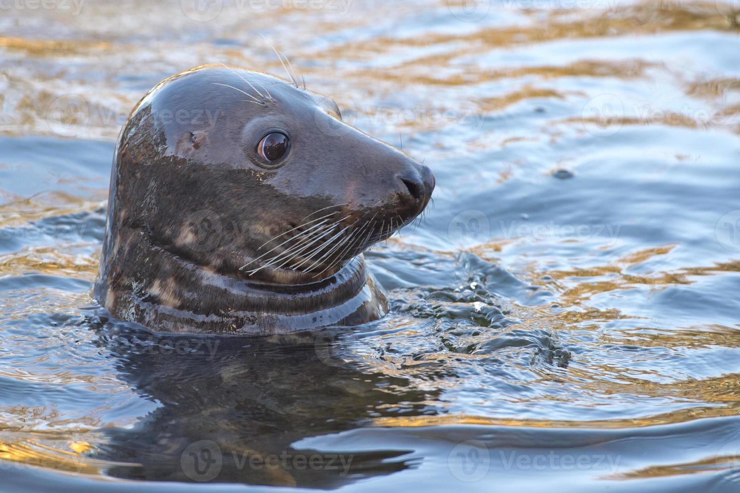 grey seal portrait photo