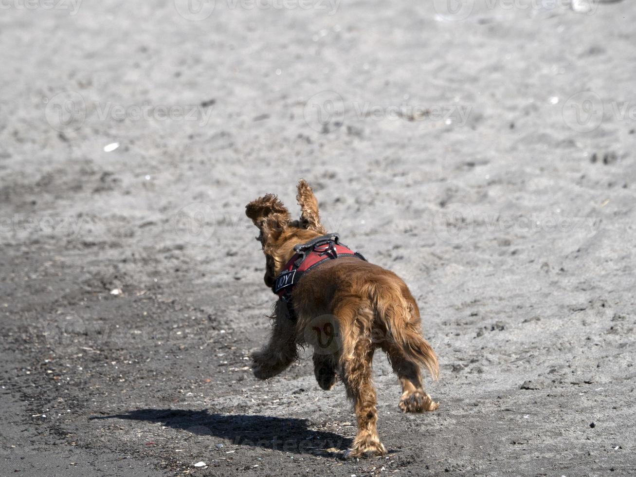 happy dog cocker spaniel playing at the beach photo