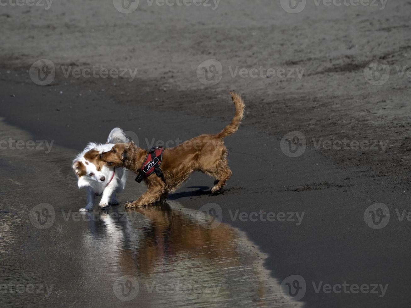 happy dog cocker spaniel playing at the beach photo