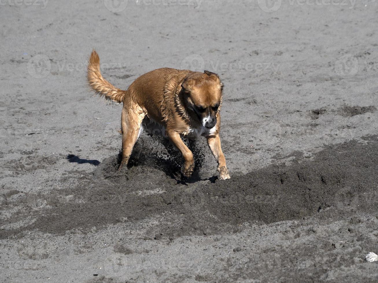 perro feliz cocker spaniel jugando en la playa foto