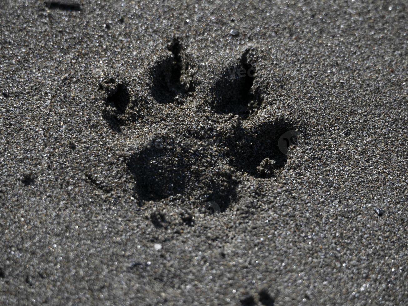 paw print dog cocker spaniel on the sand photo