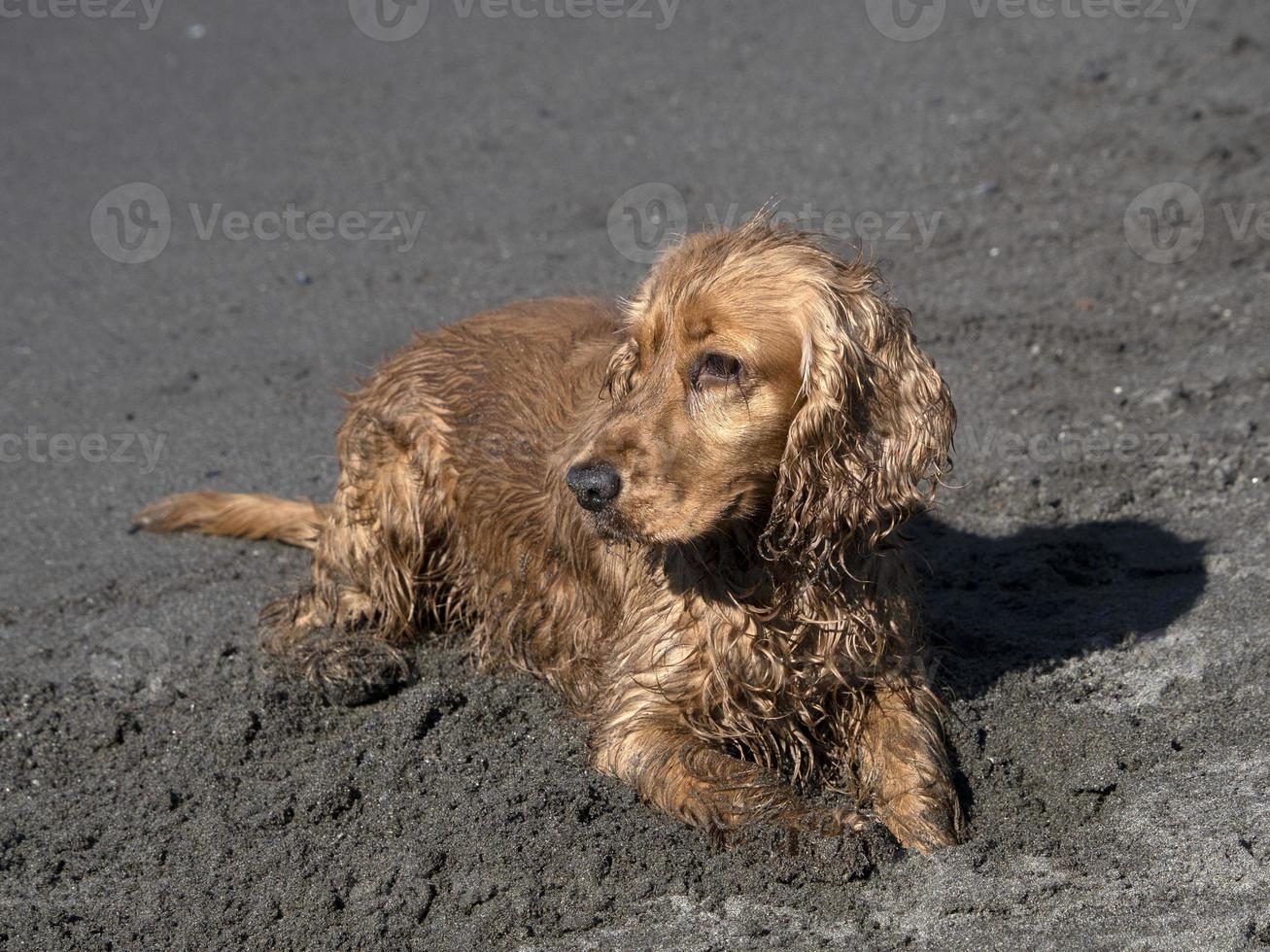 happy dog cocker spaniel playing at the beach photo