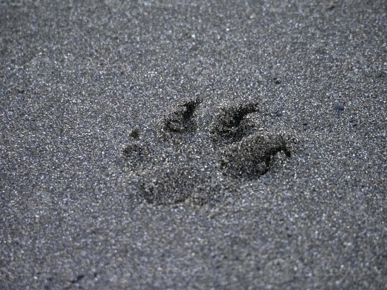 paw print dog cocker spaniel on the sand photo