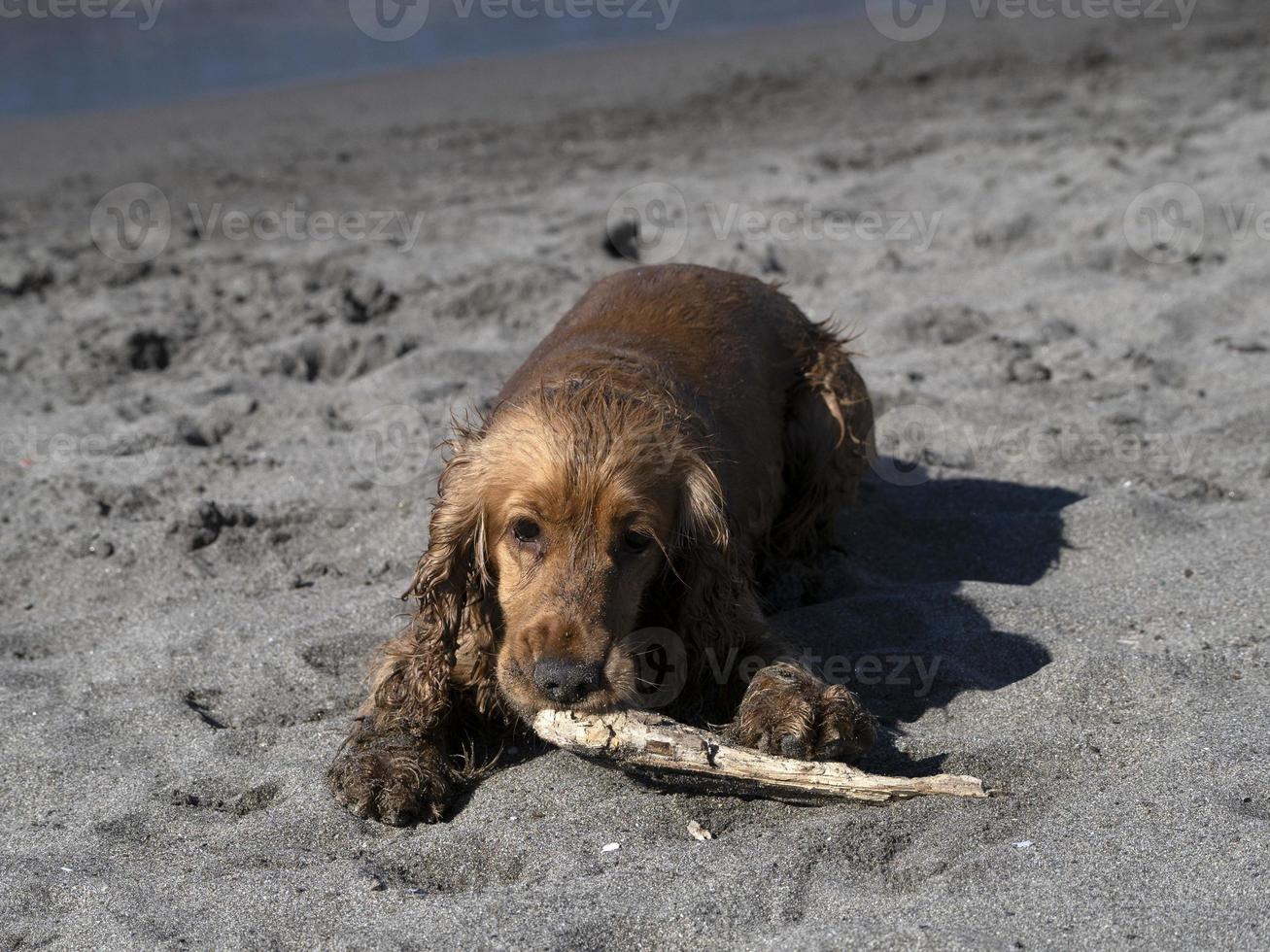 perro feliz cocker spaniel jugando en la playa foto