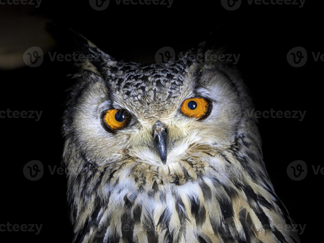 owl portrait looking at you isolated on black photo