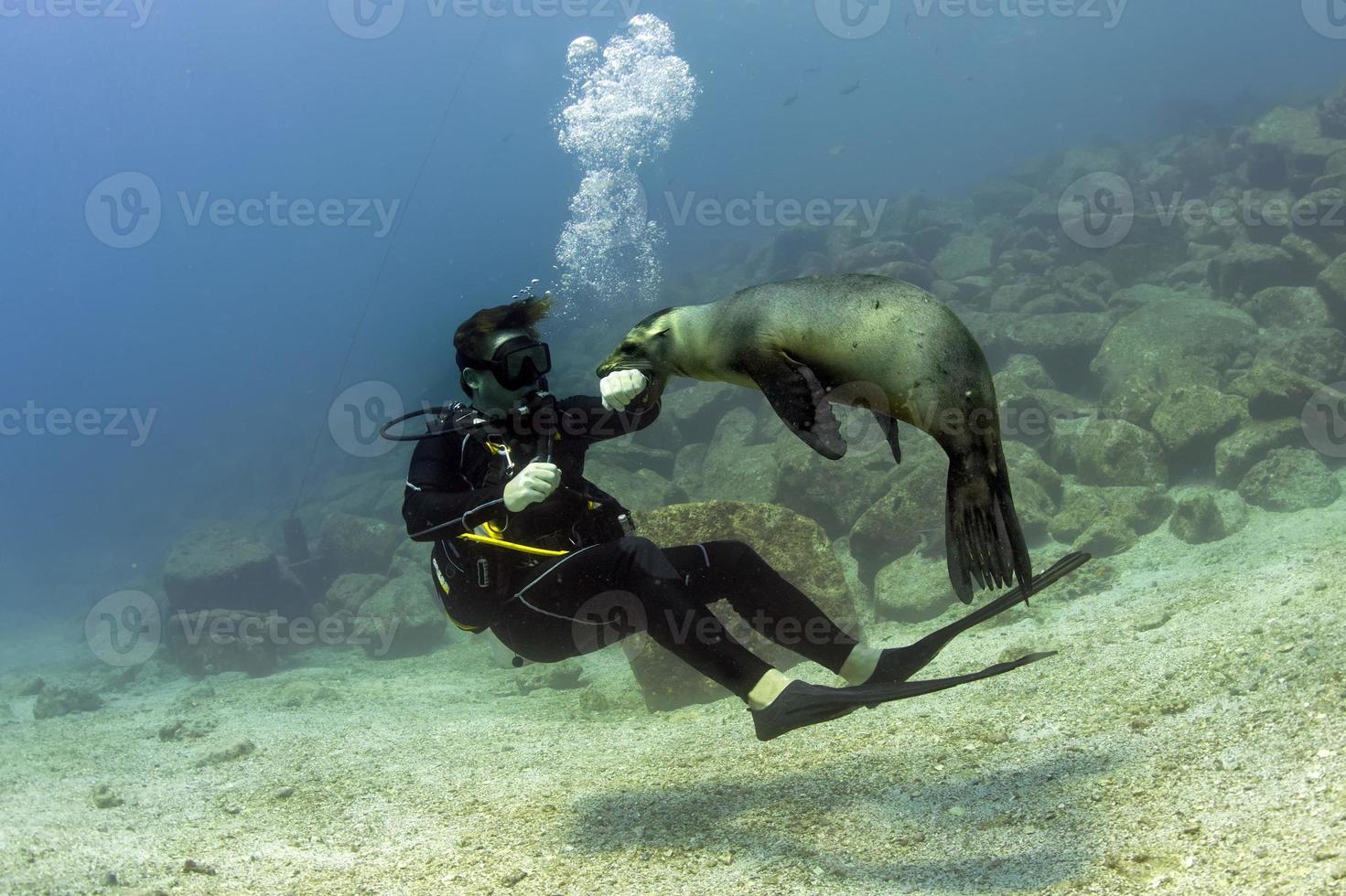 Sea lion seal seems to attack a diver underwater photo