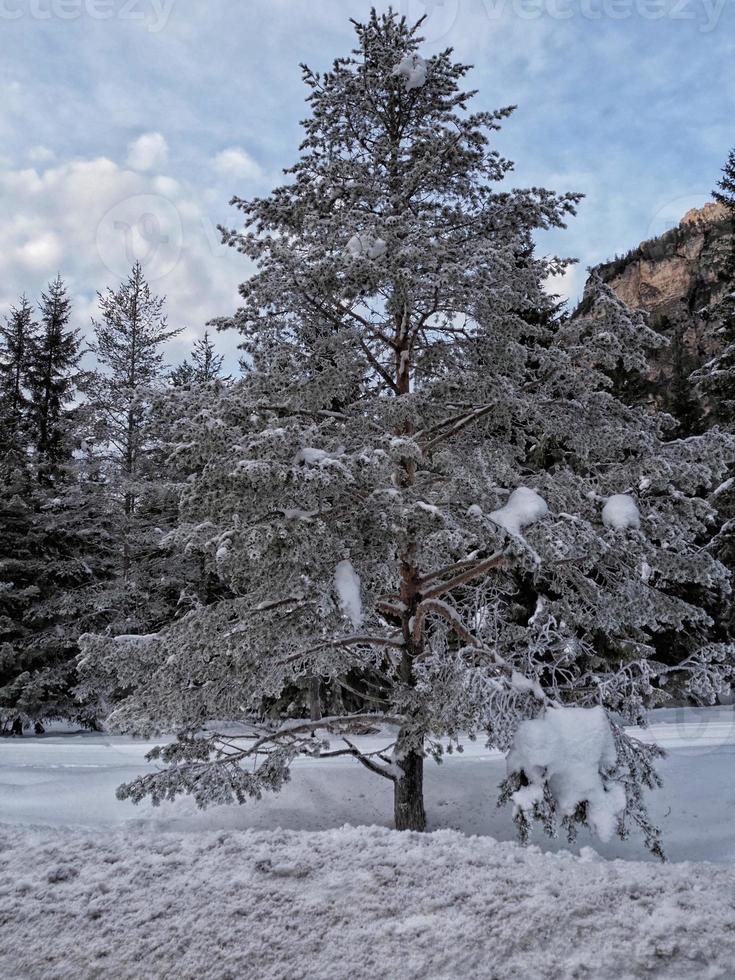 fanes montaña dolomitas bosque helado en invierno panorama foto