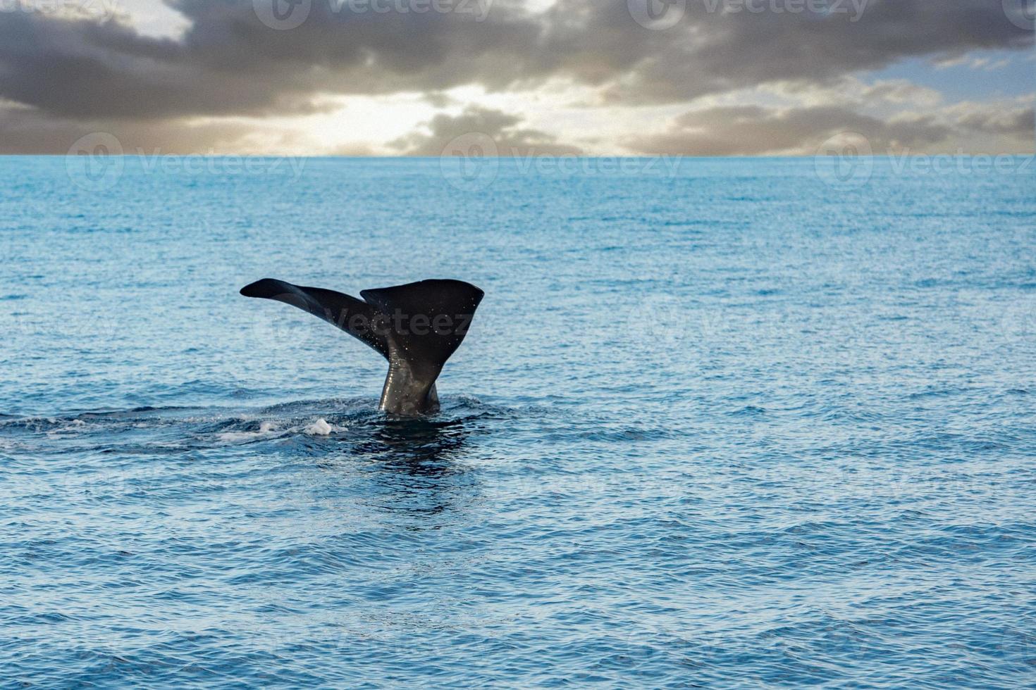 Sperm whale on sunset sky background photo