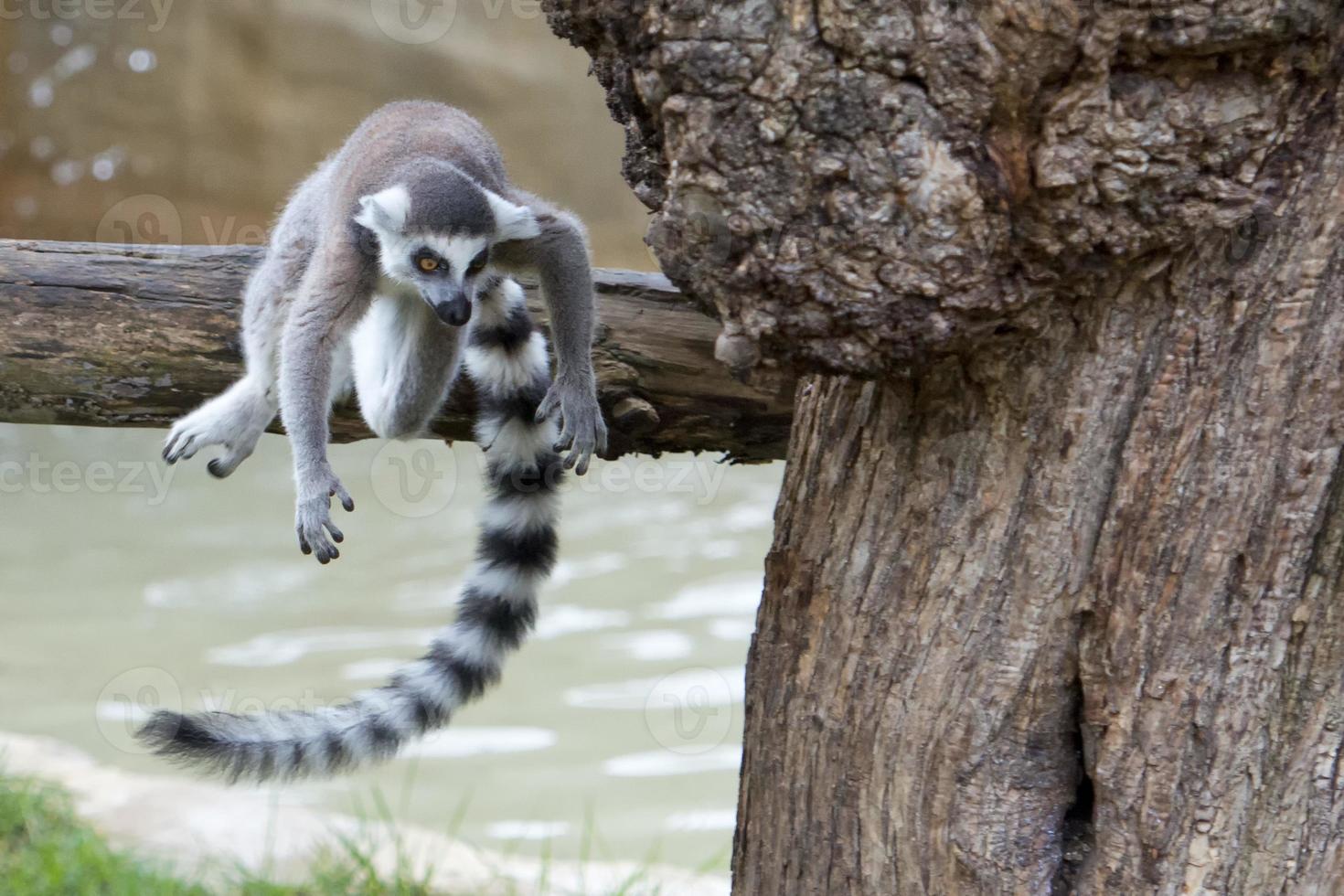 lemur monkey in the zoo photo