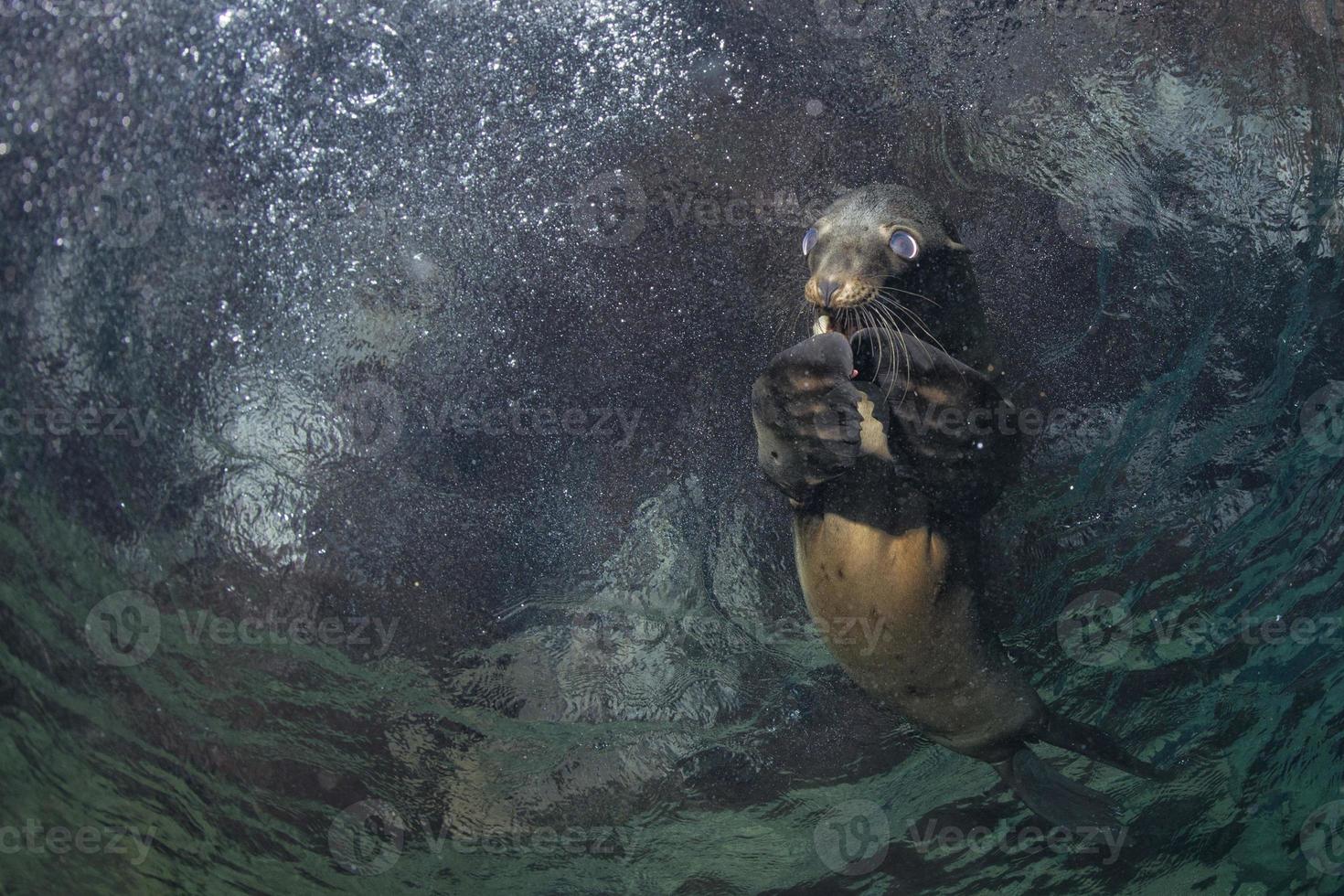 Puppy sea lion underwater looking at you photo