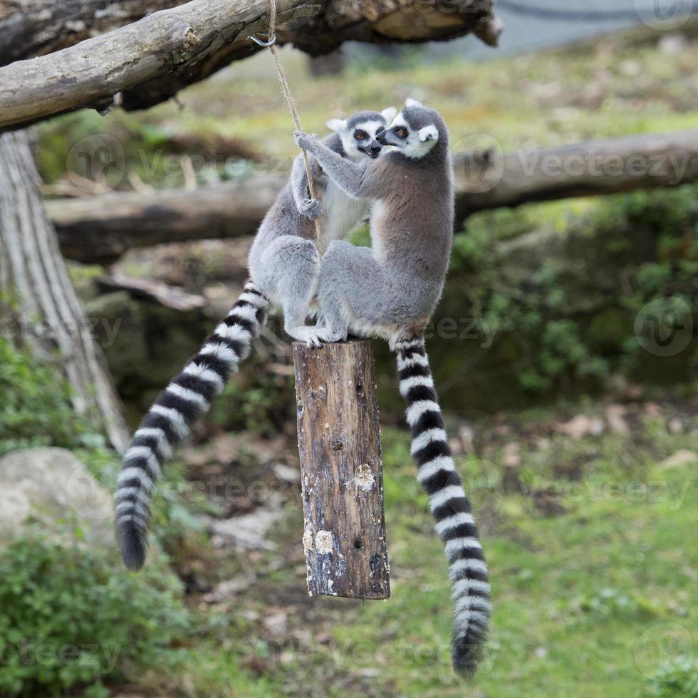 lemur monkey while jumping photo