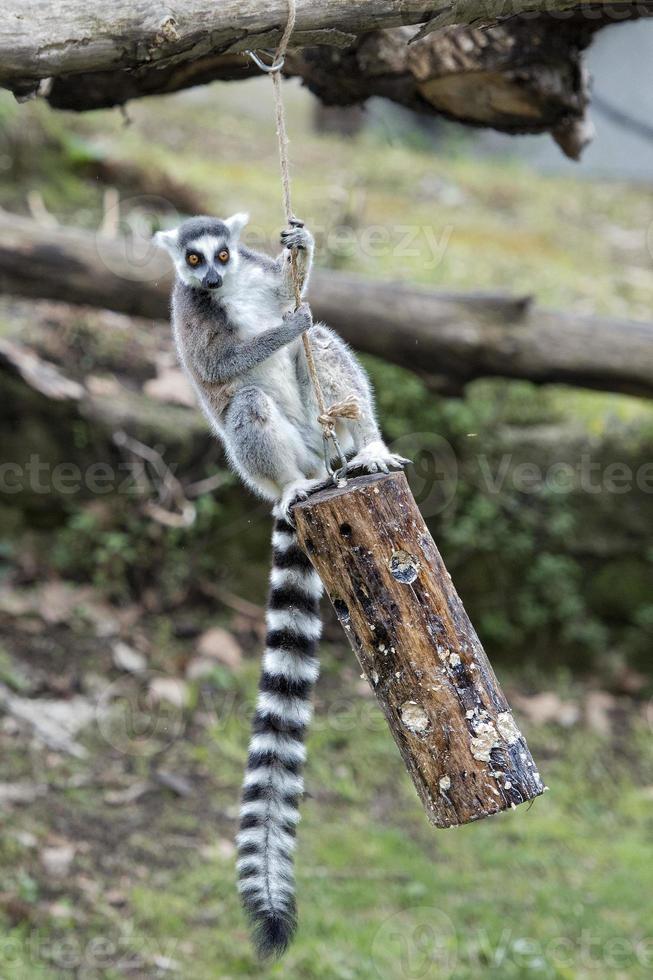 lemur monkey while jumping photo
