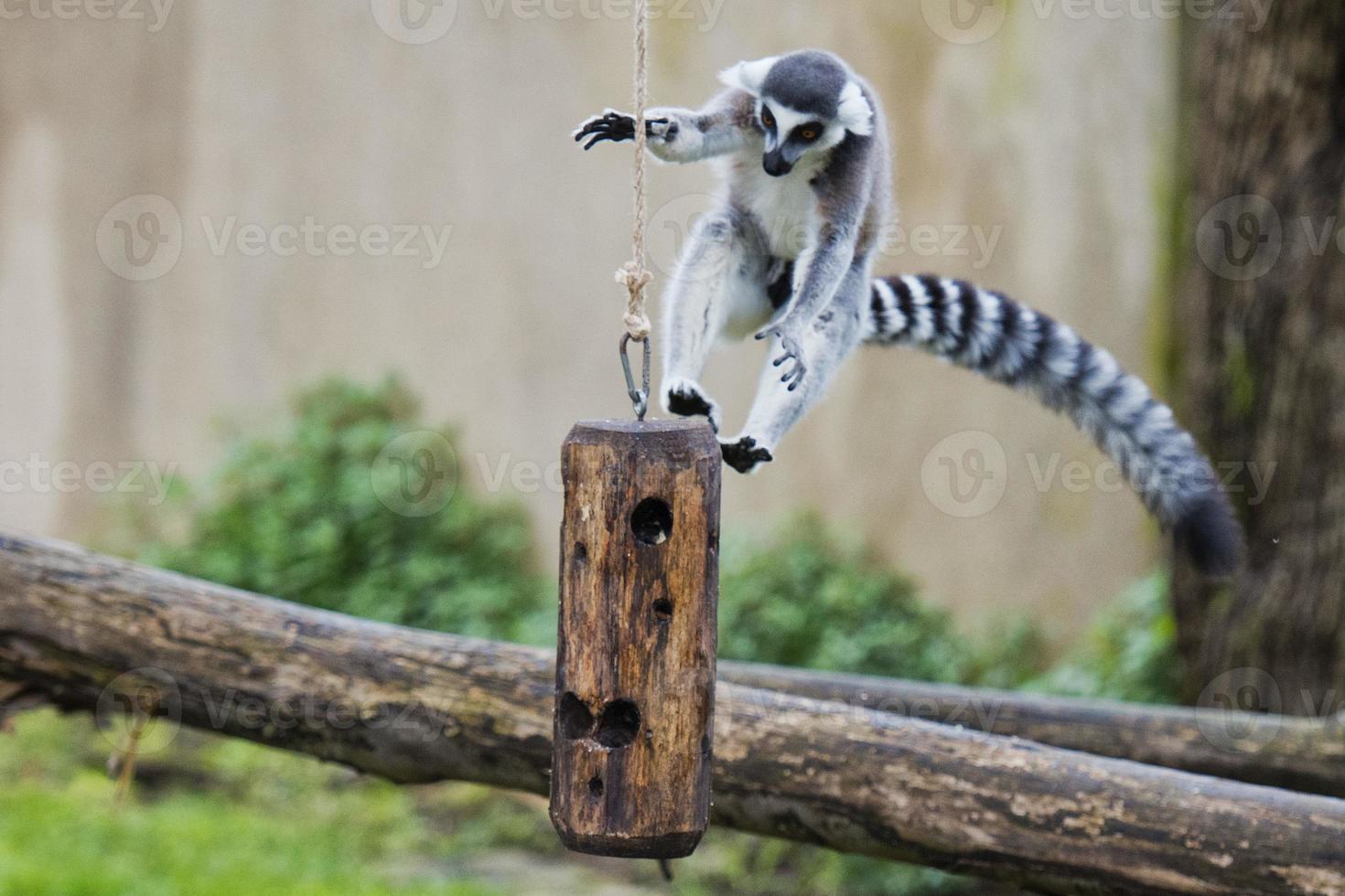 lemur monkey while jumping photo