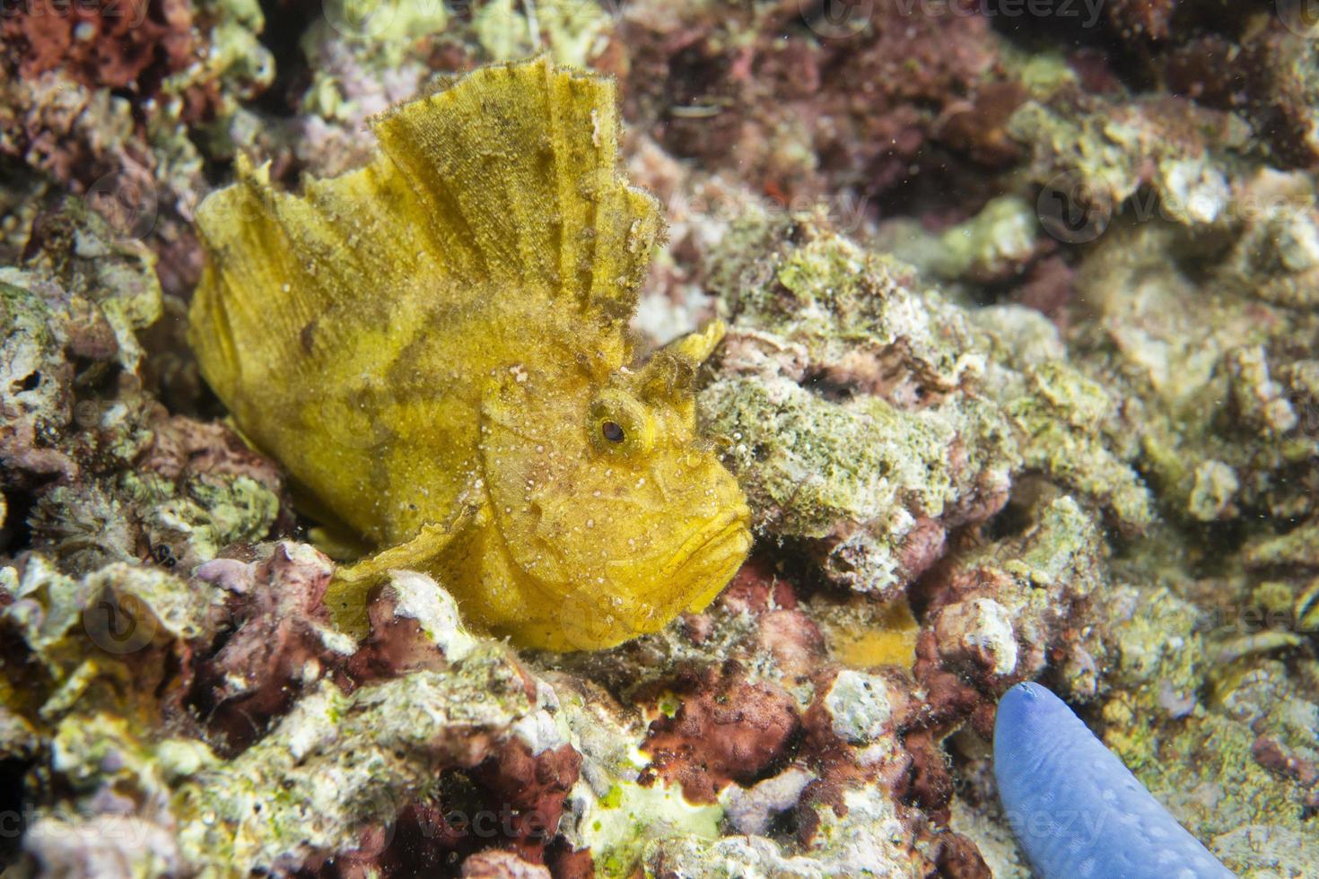 yellow-leaf-scorpion-fish-17365062-stock-photo-at-vecteezy