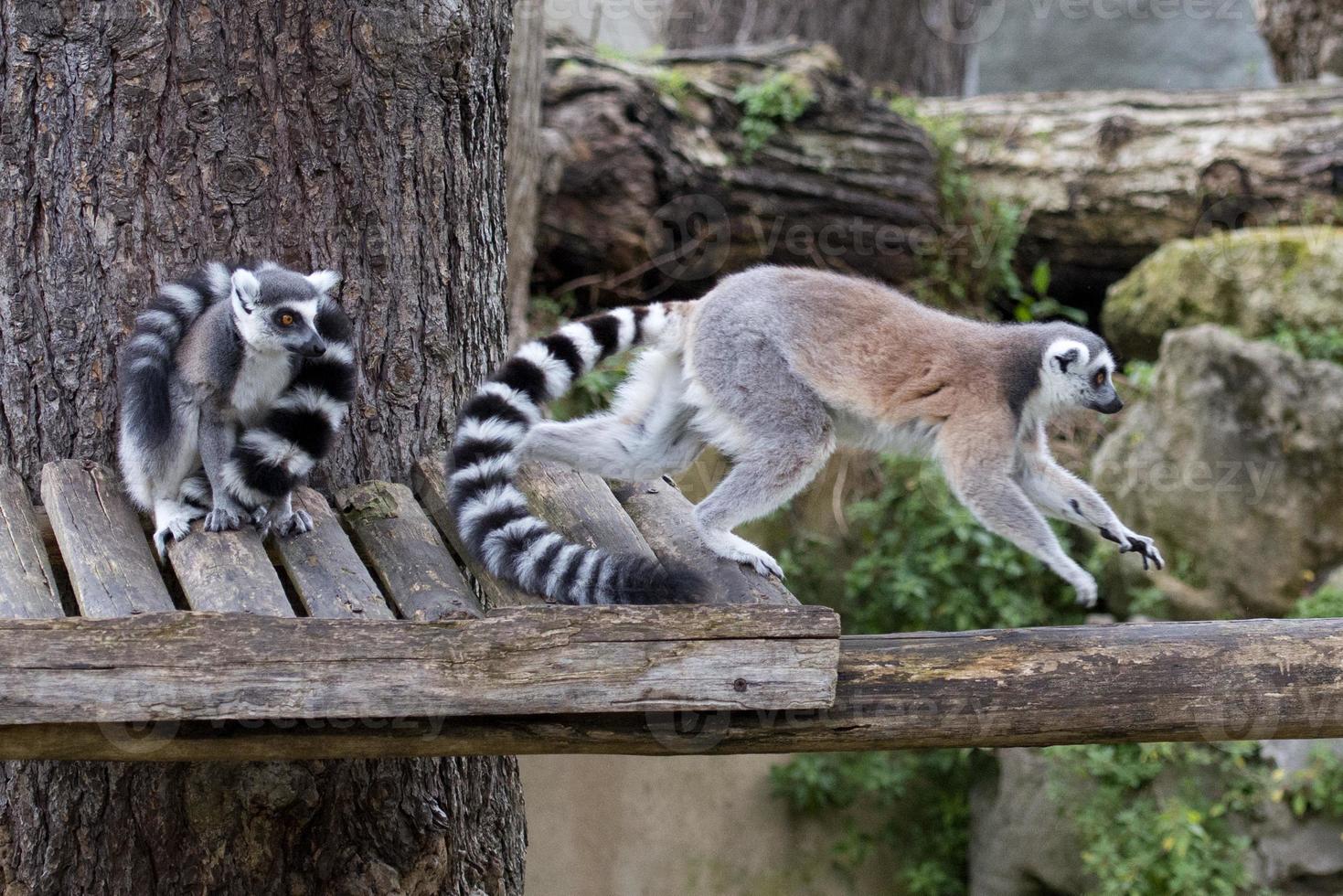 lemur monkey while jumping photo