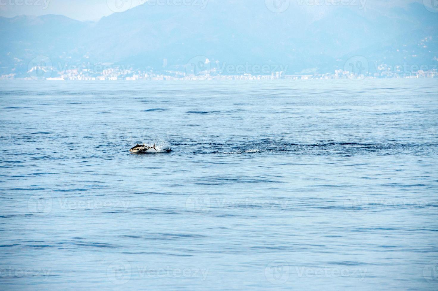 tuna fish jumping outside the sea photo