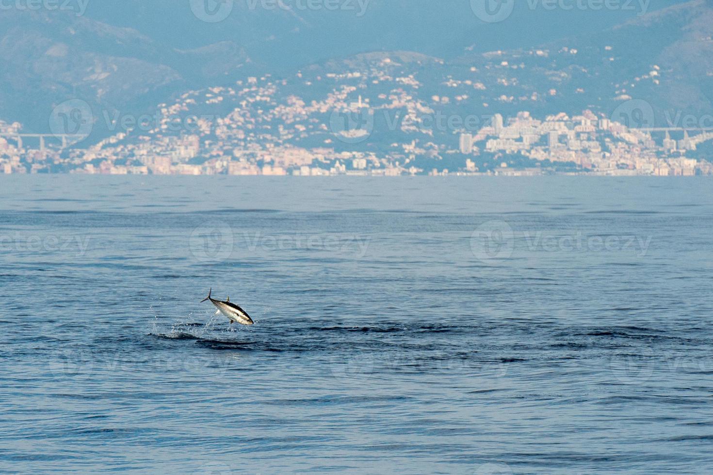 tuna fish jumping outside the sea 17365136 Stock Photo at Vecteezy