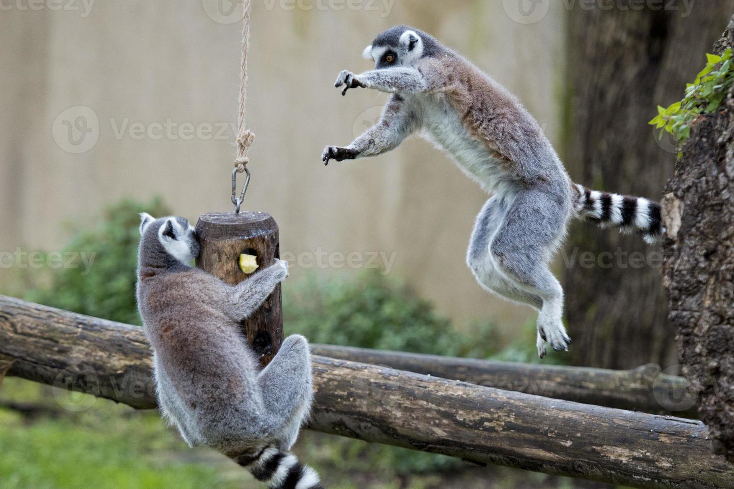 lemur monkey while jumping photo