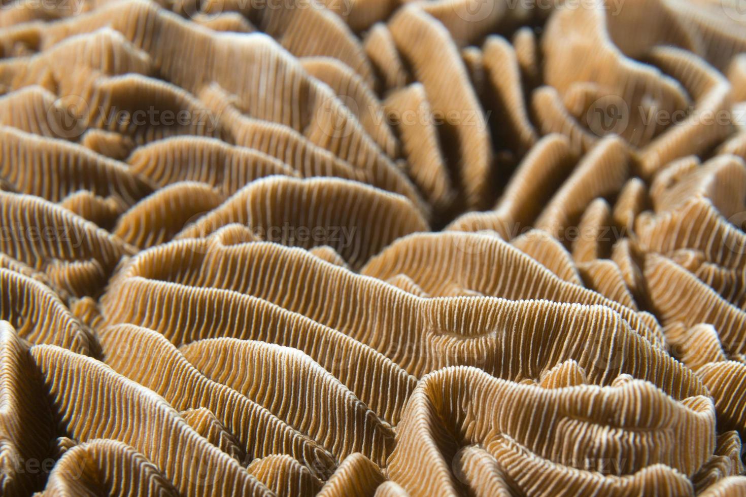 una colorida macro de coral duro en cebu filipinas foto