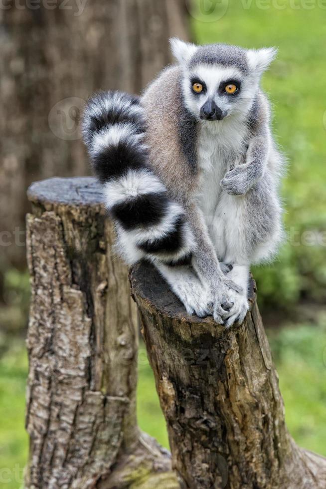 lemur monkeys in the zoo photo