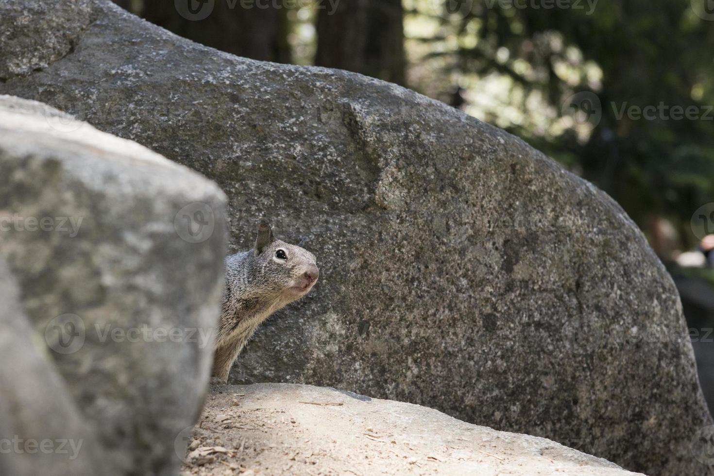 A grey squirrel looking at you while hiding behind a rock photo