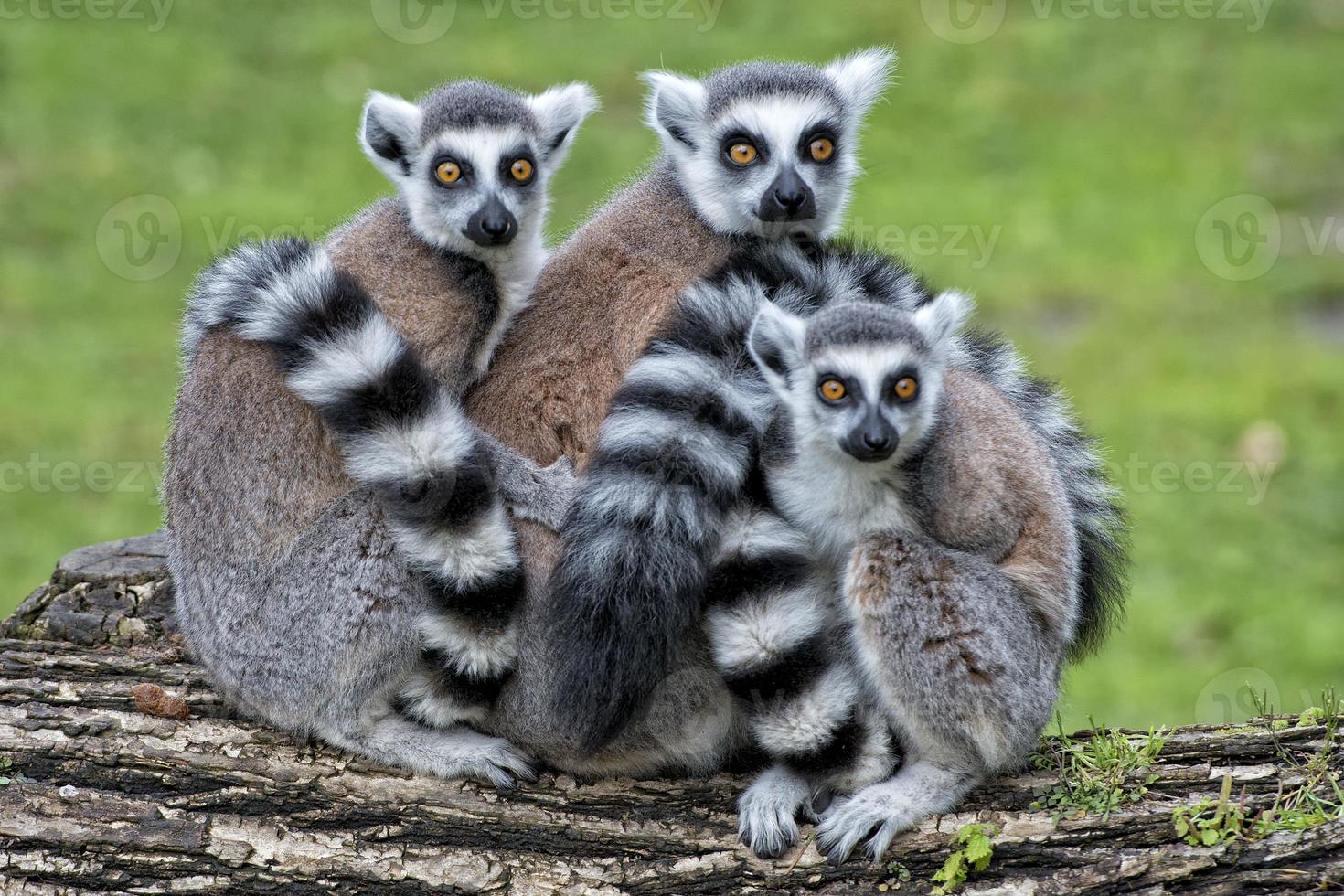 lemur monkeys in the zoo photo