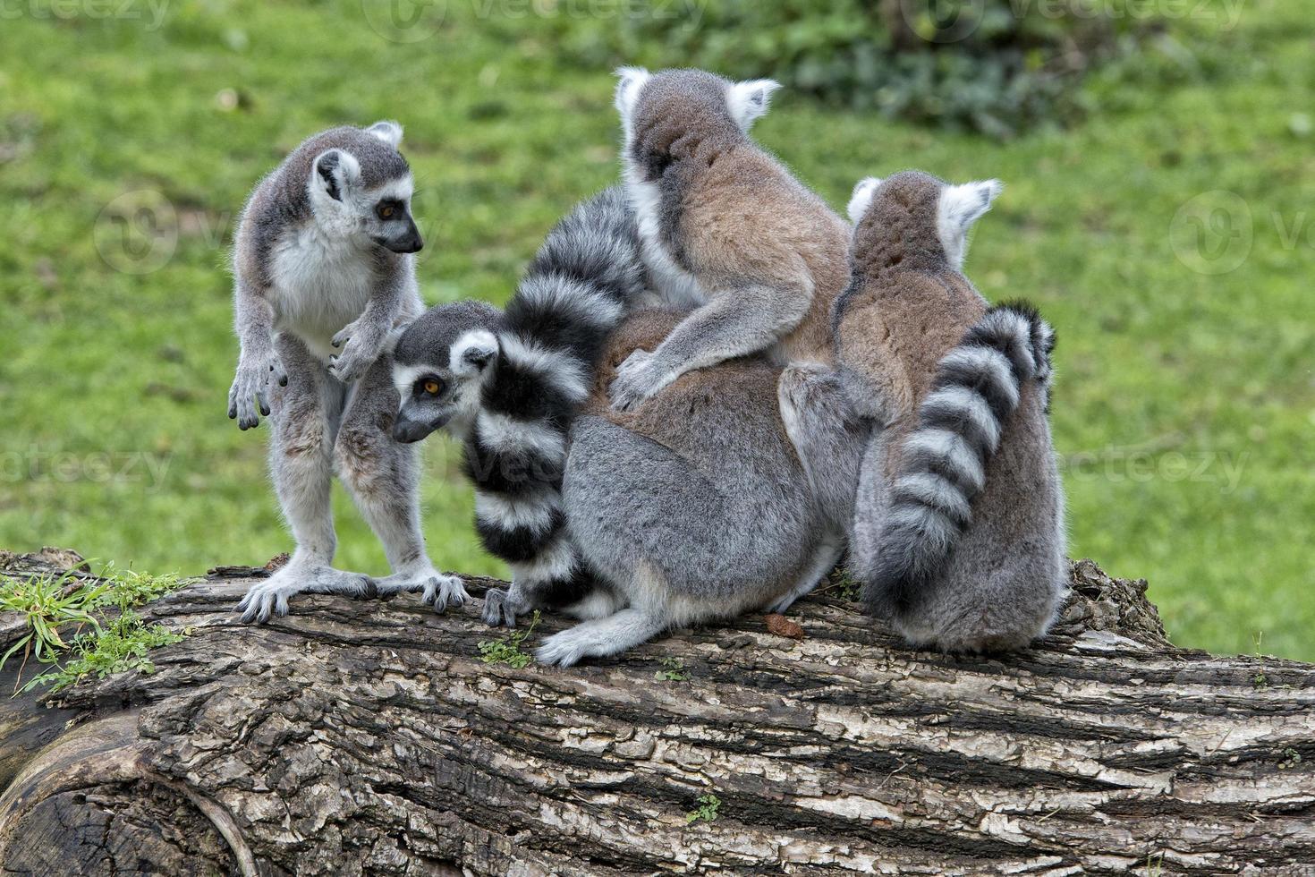 lemur monkeys in the zoo photo