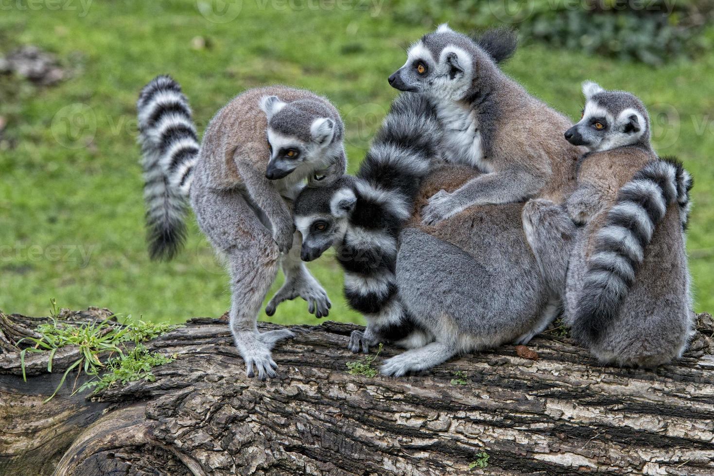 lemur monkeys in the zoo photo