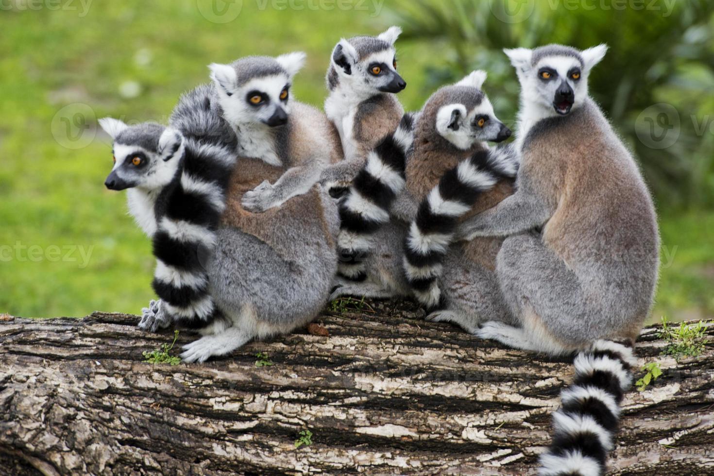 lemur monkeys in the zoo photo