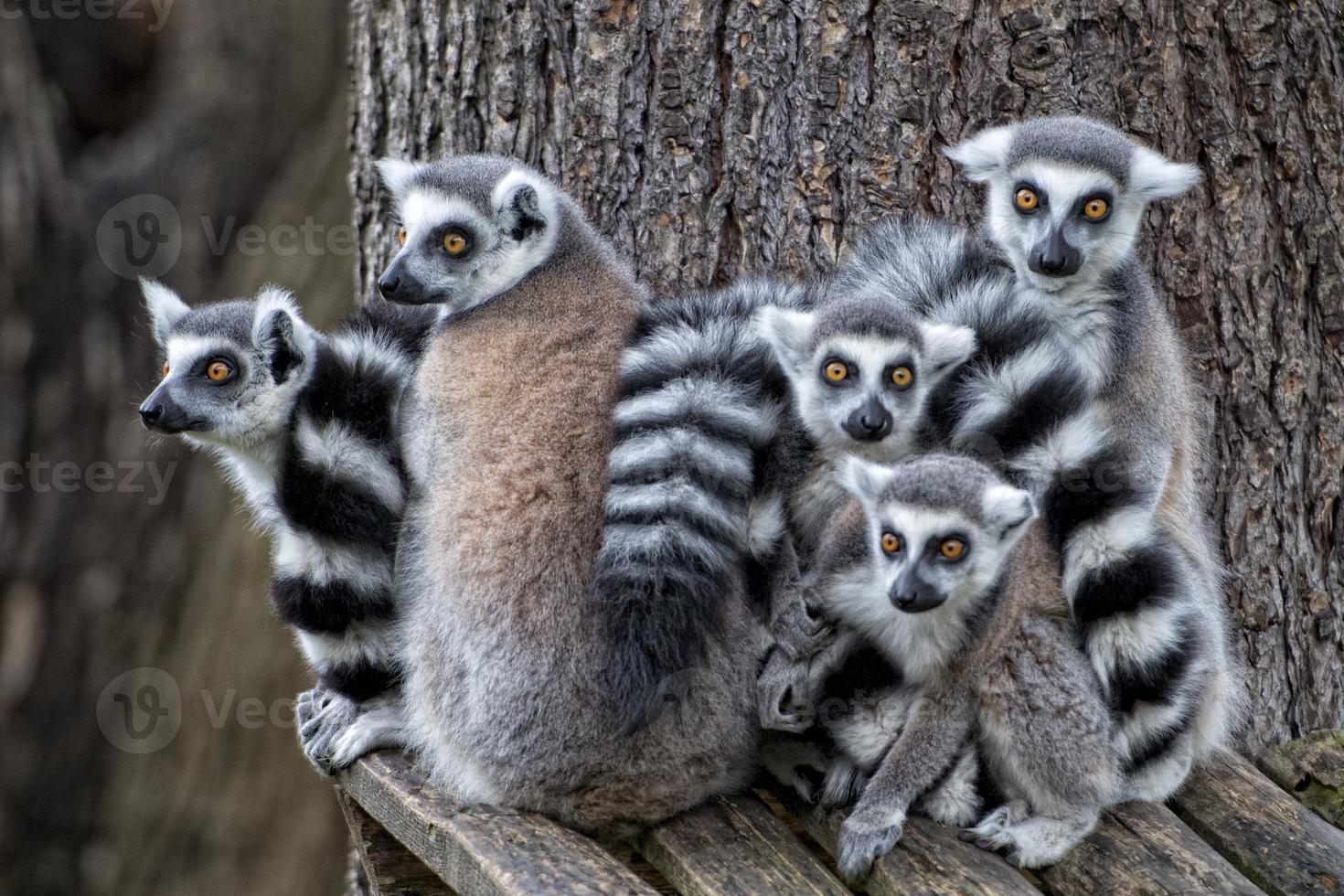 lemur monkeys in the zoo photo