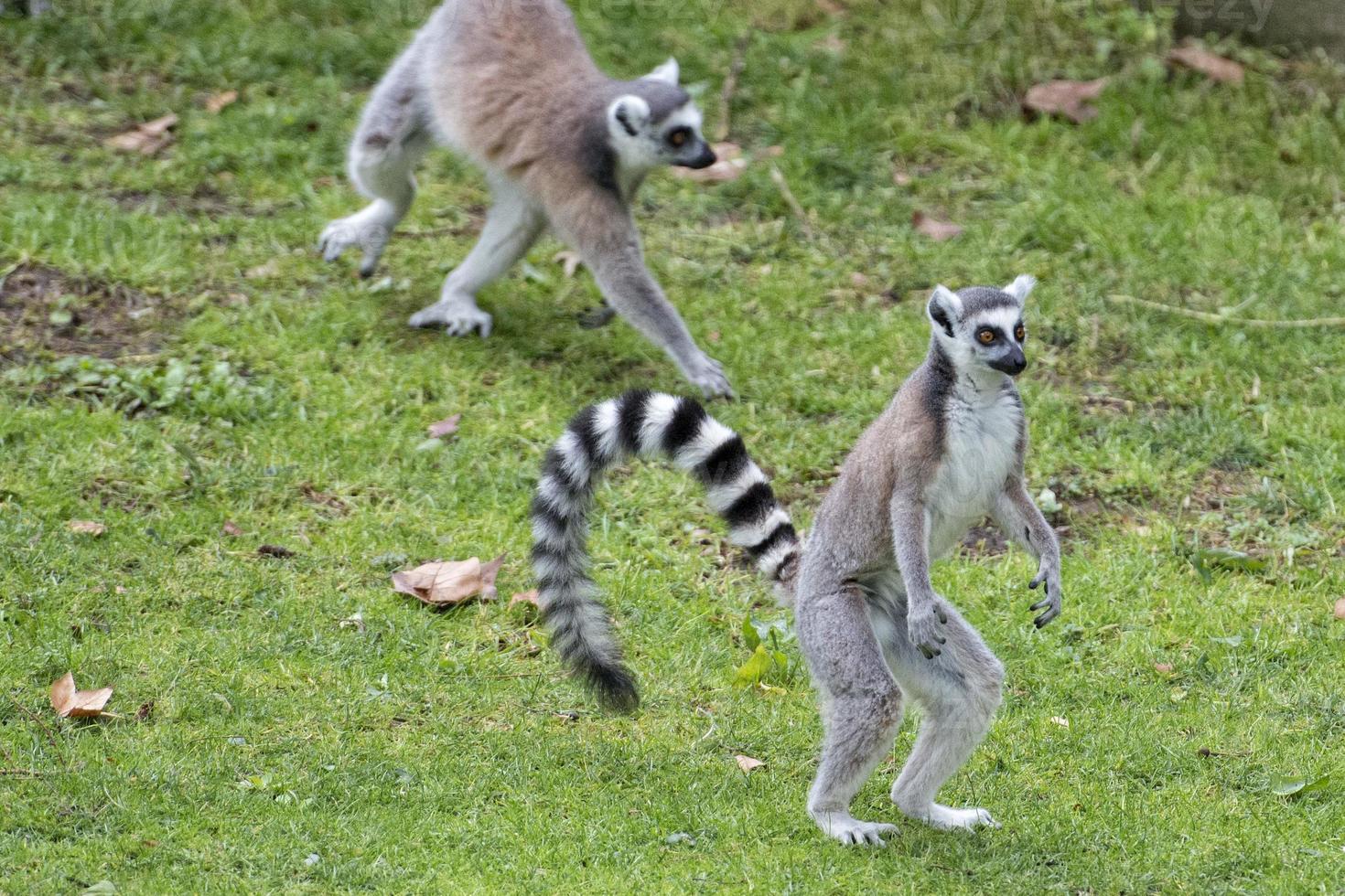 lemur monkey in the zoo photo