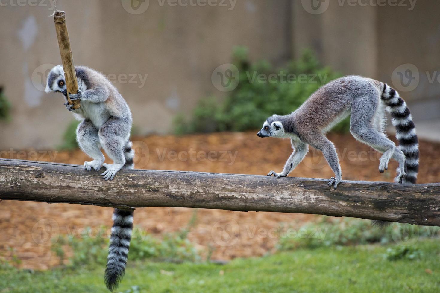 lemur monkey while jumping photo