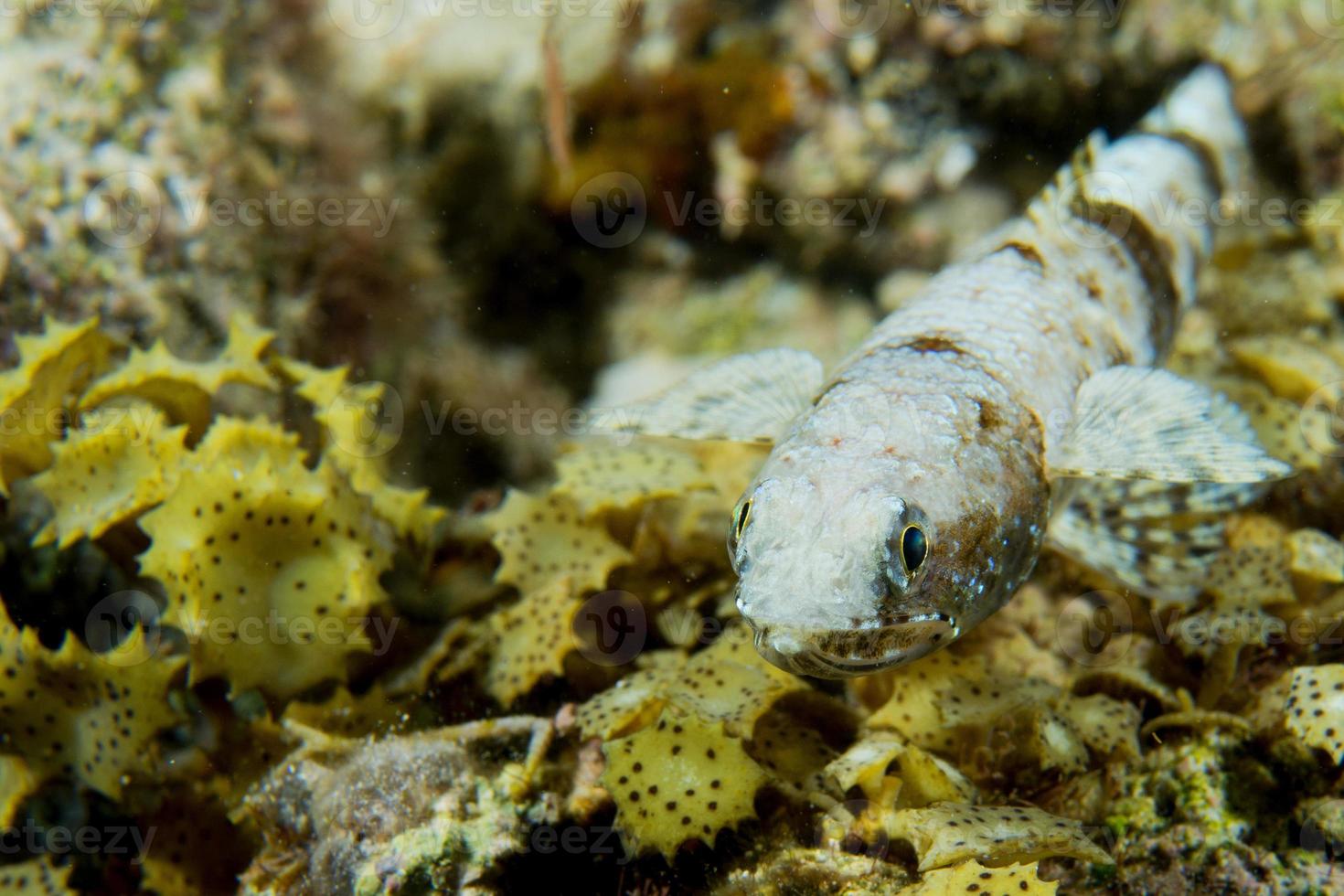 A lizard fish on corals sand in Cebu Philippines photo
