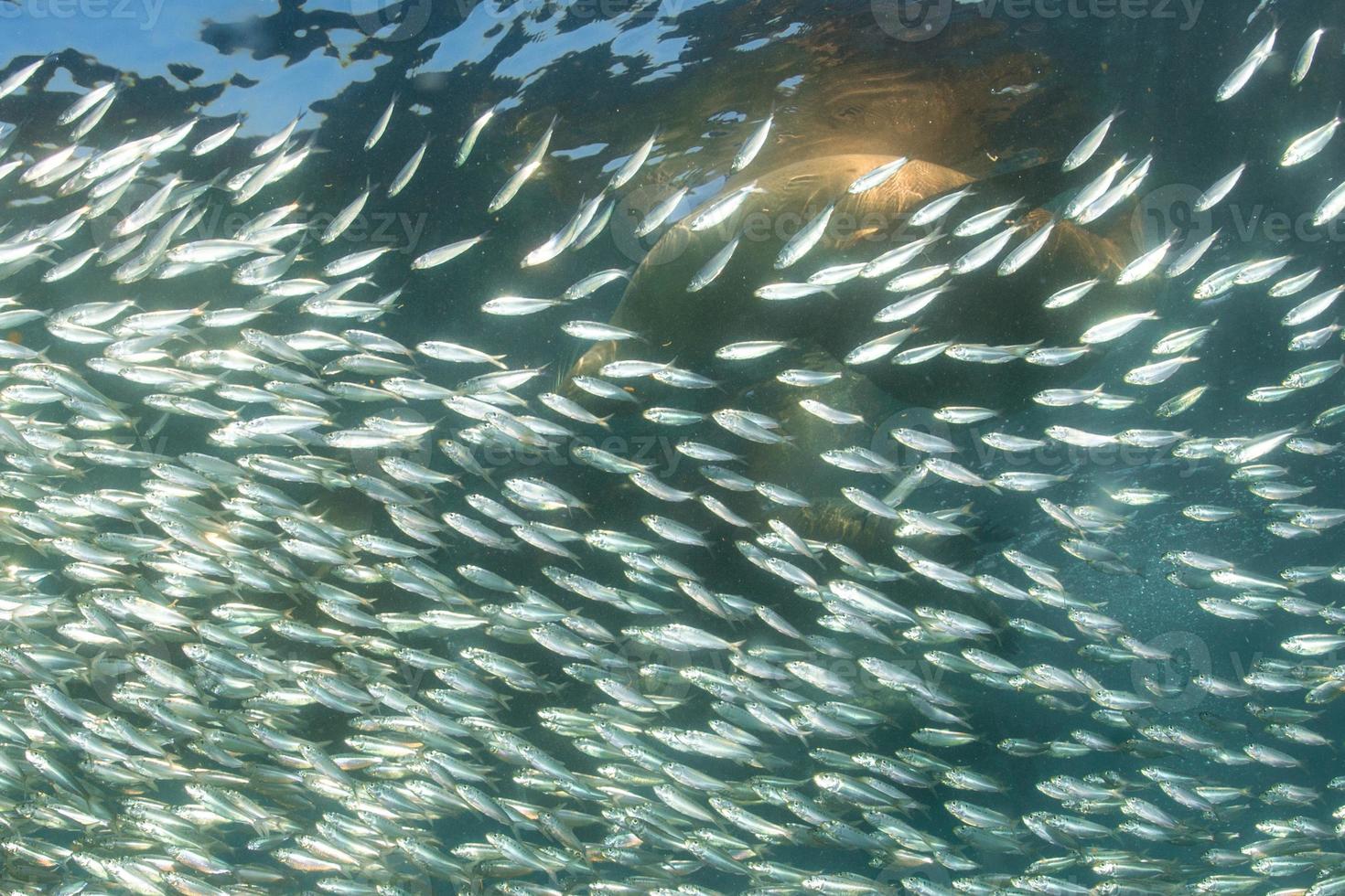 Sea lion Seals after sardine bait ball photo