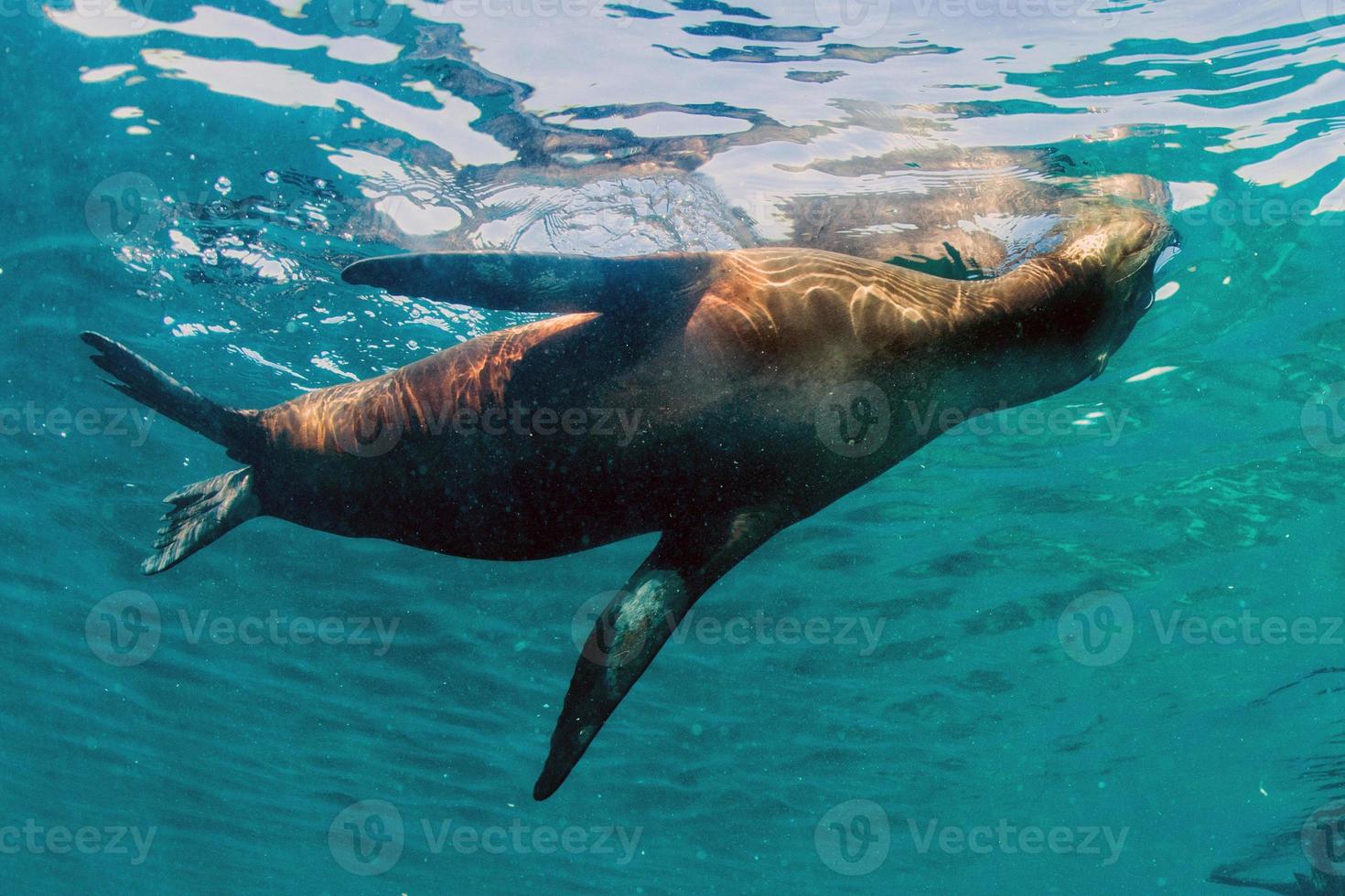 Puppy baby sea lion underwater looking at you photo