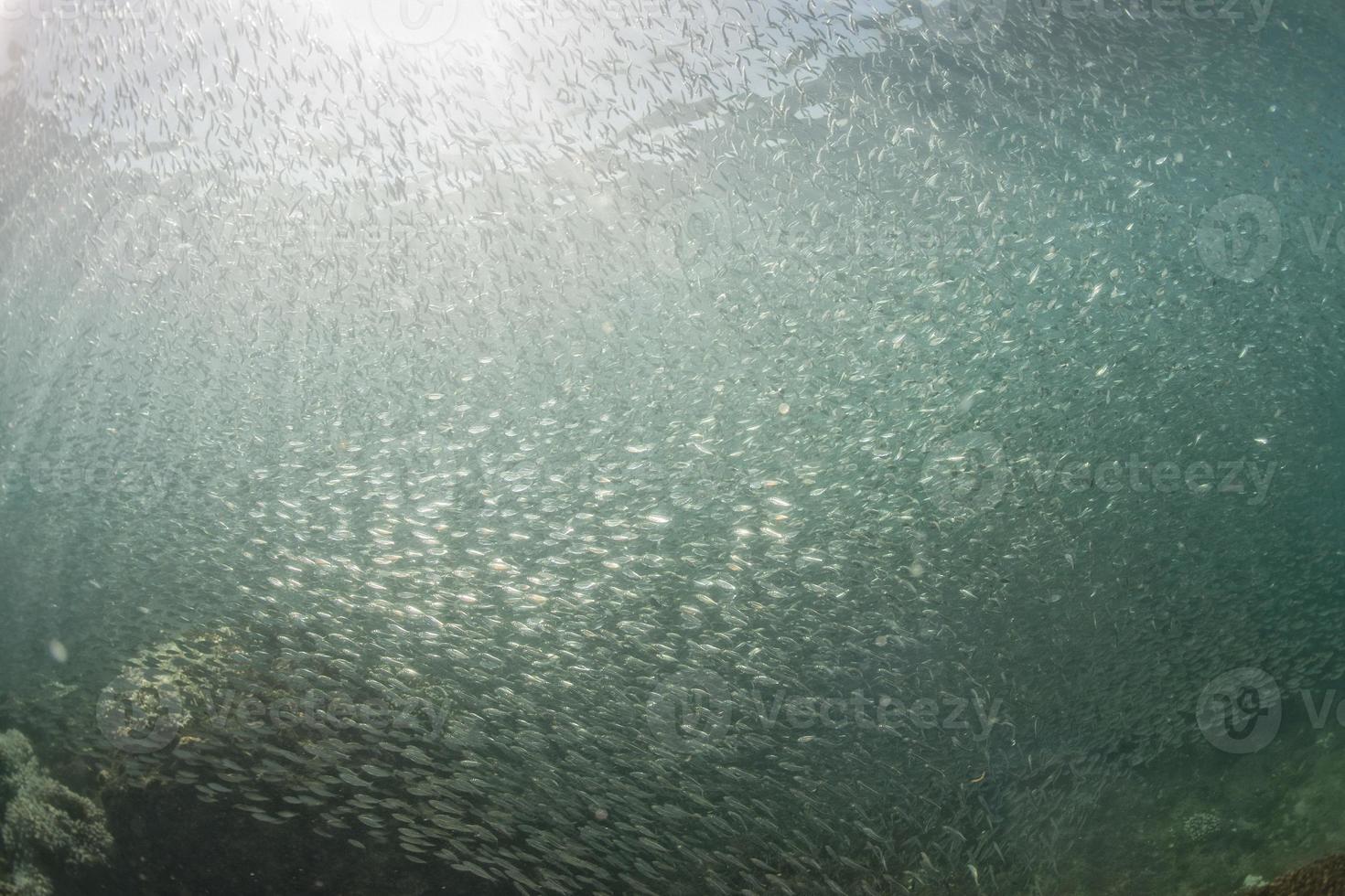 Inside a giant sardines school of fish in the reef and blue sea photo